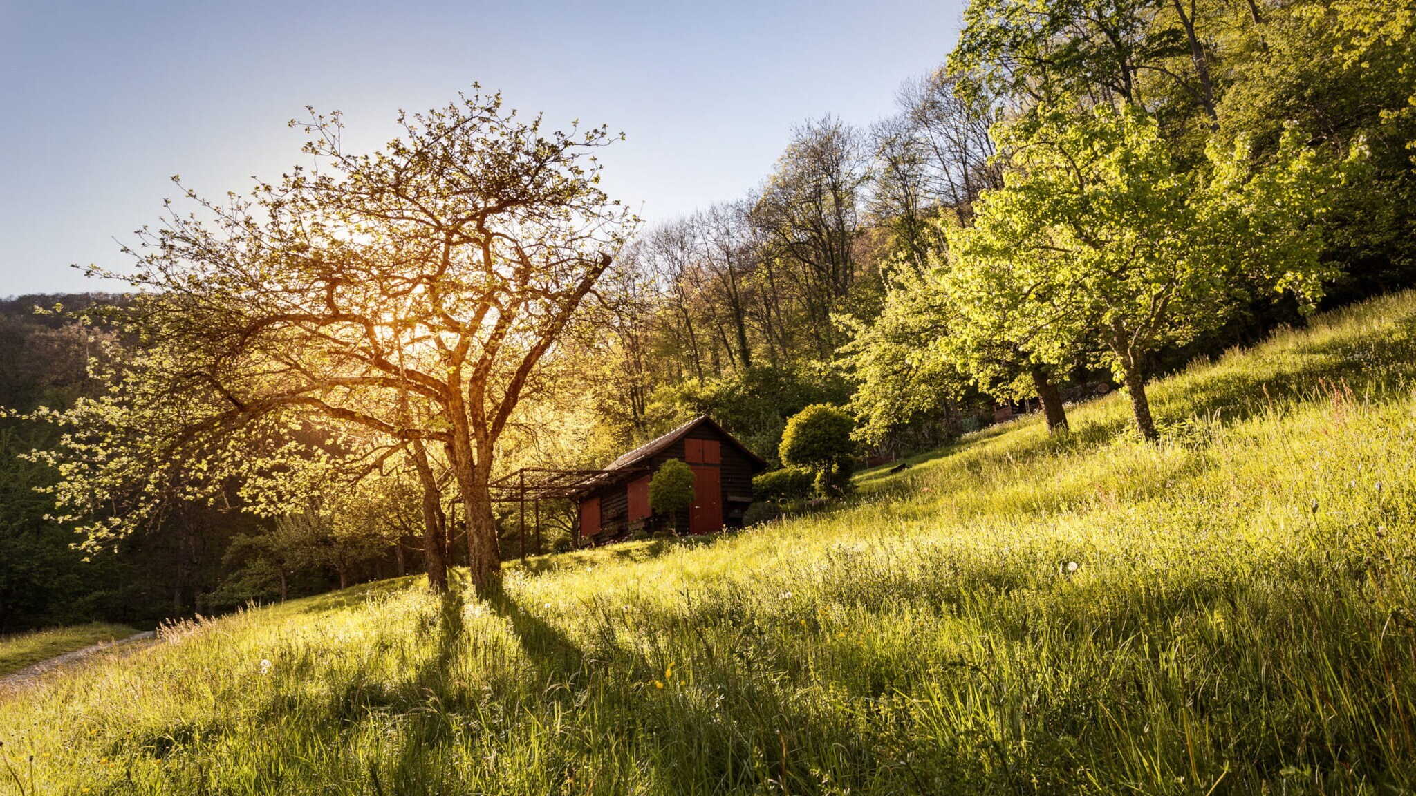 Streuobstwiese in der Schwäbischen Alb bei Sonnenuntergang.