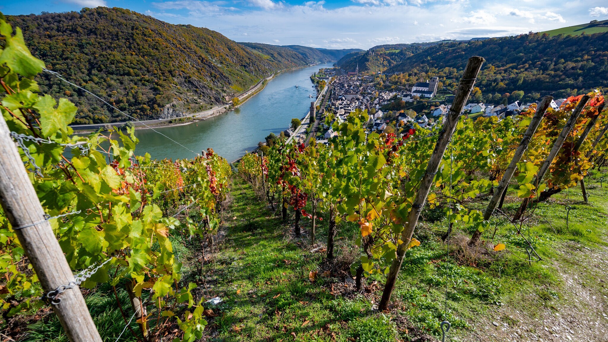 Blick auf den Rhein und die Stadt Boppard mit Weinreben im Vordergrund.