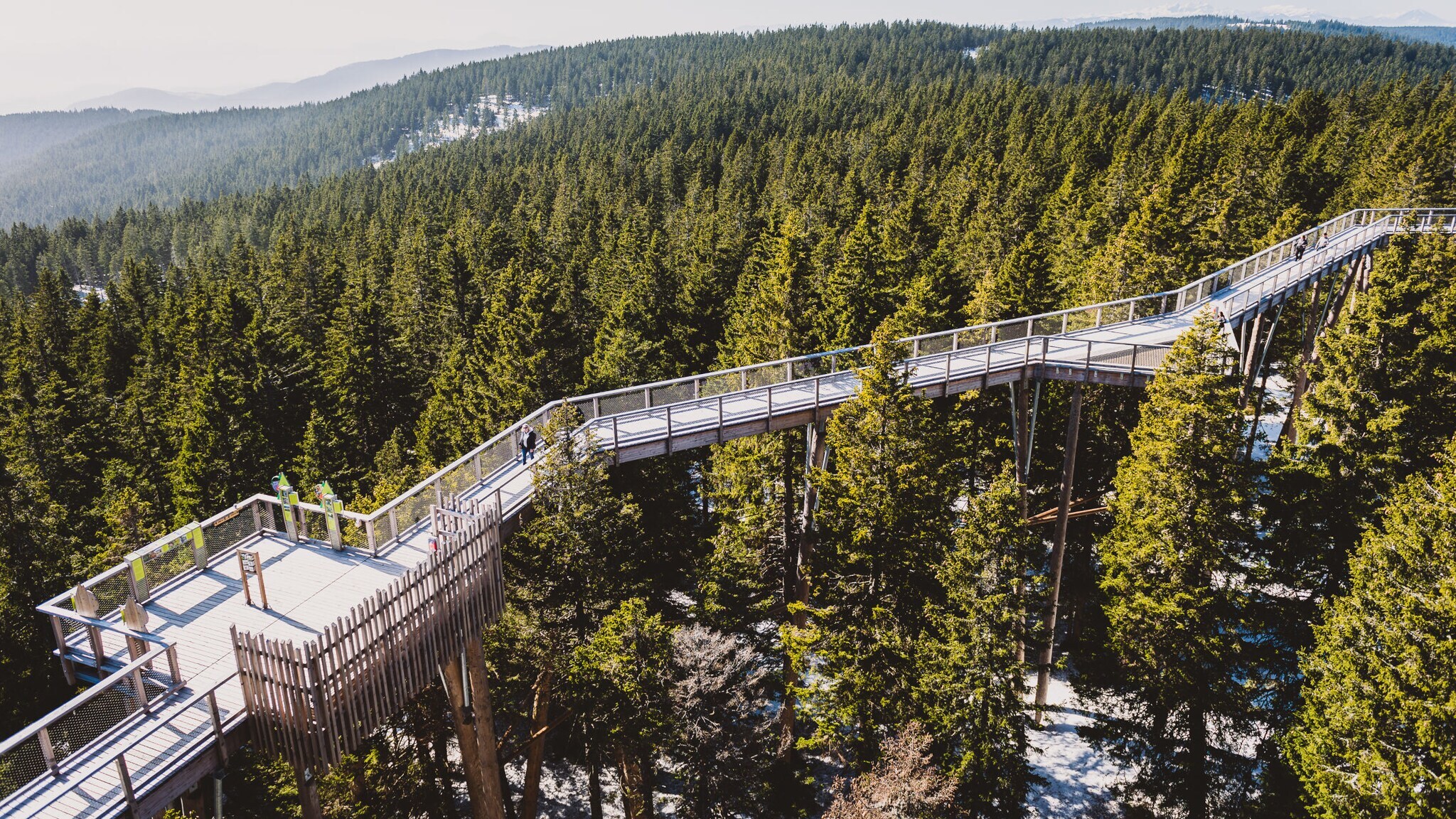 Steg des Baumwipfelpfades Pohorje in Slowenien, der über zahlreiche Baumkronen verläuft.