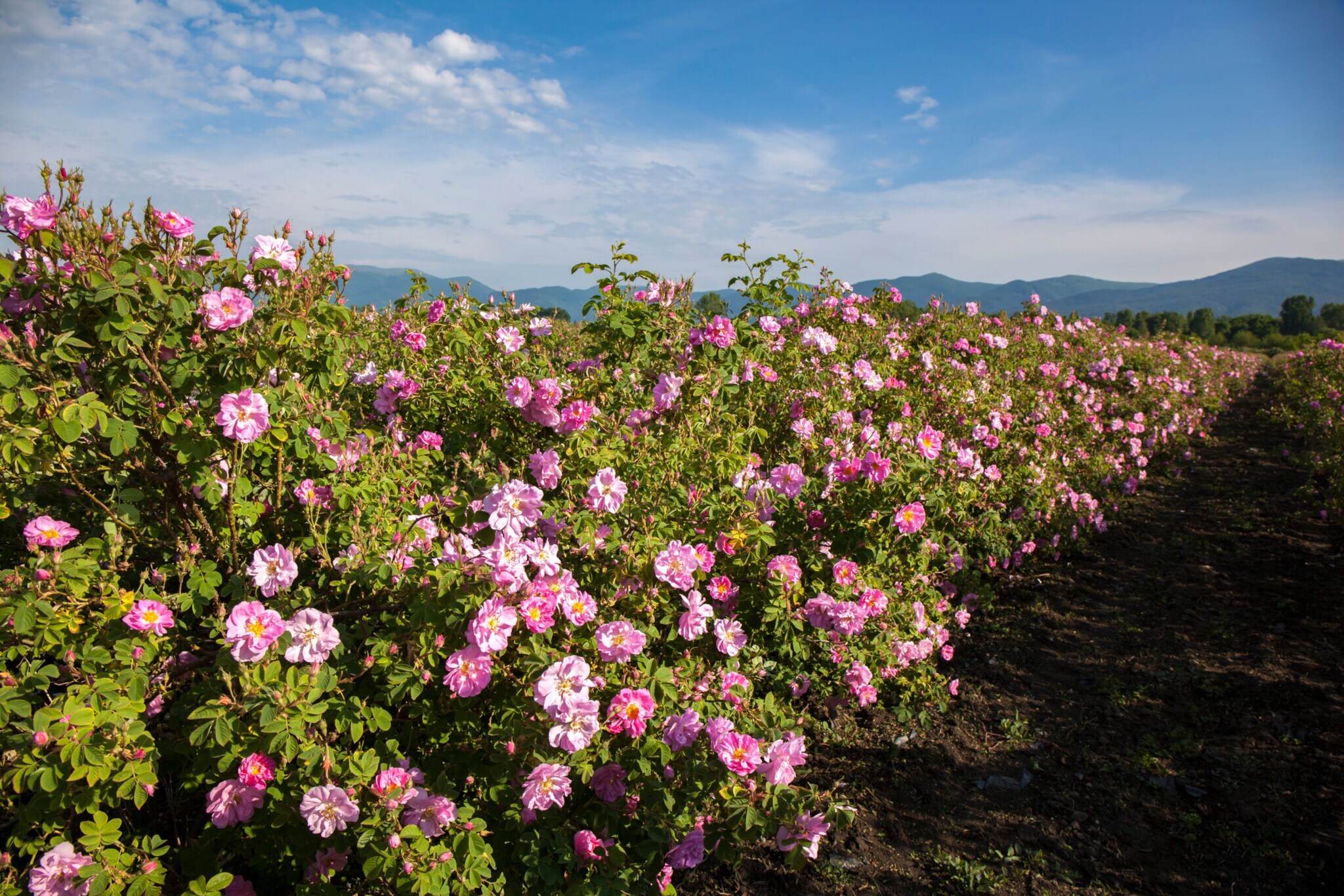 Rosa Rosen an Sträuchern auf einem Feld unter blauem Himmel bei Sonnenschein.