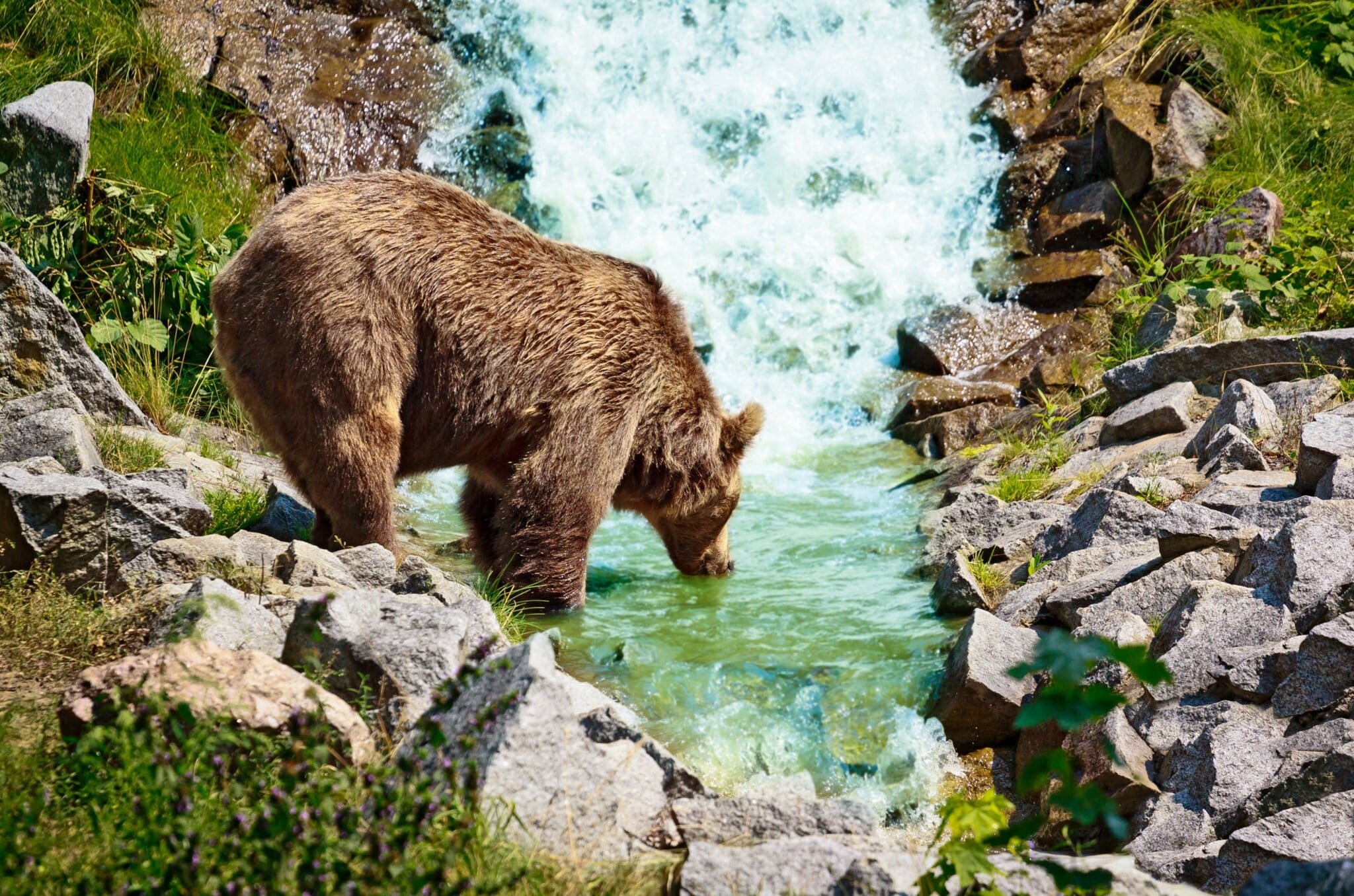 Ein Braunbär trinkt an einem Fluss in Berglandschaft. Ein Braunbär trinkt an einem Fluss in Berglandschaft.