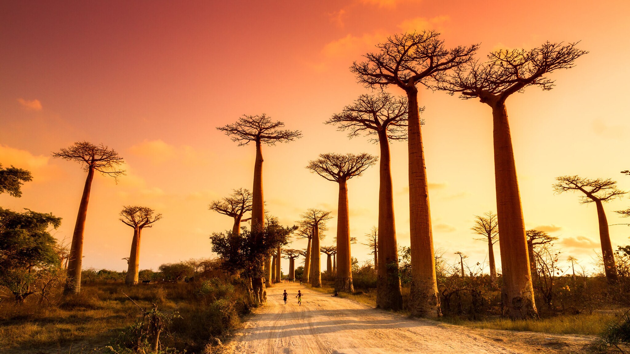 Breiter Sandweg, umgegeben von hohen Affenbrotbäumen im goldenen Sonnenlicht.
