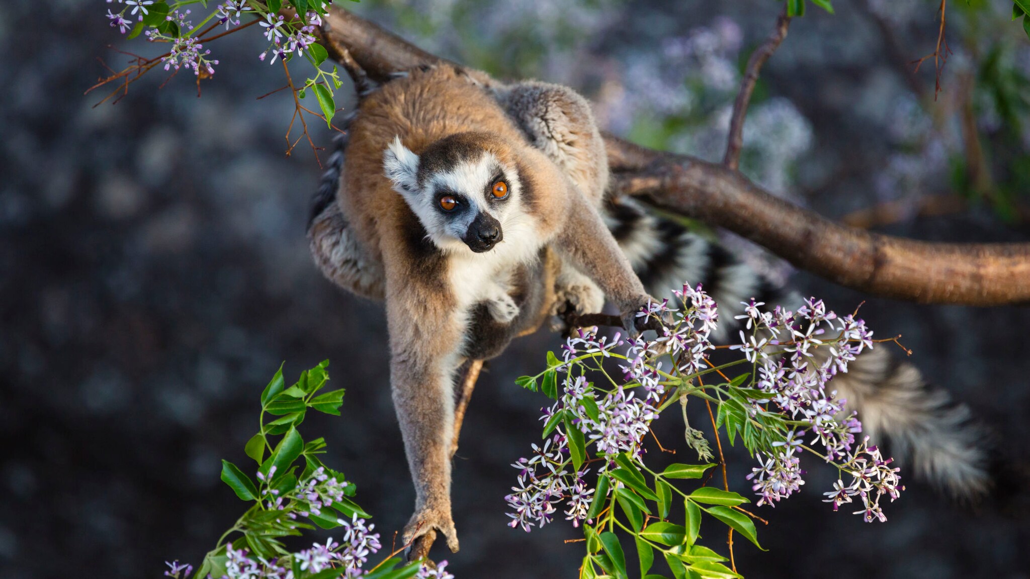Nahaufnahme eines Lemuren auf einem Ast in einem Baum mit Blüten