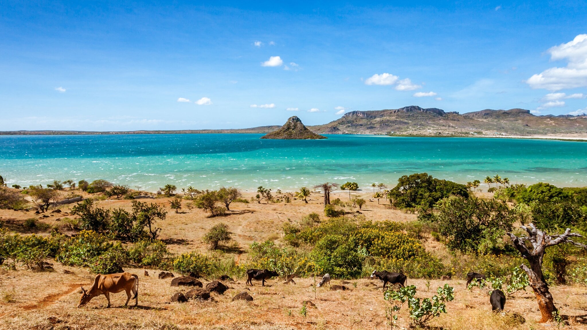 Grasende Rinder in einer Buschlandschaft an einer Küste mit türkisblauem Meer mit kleiner Insel. Grasende Rinder in einer Buschlandschaft an einer Küste mit türkisblauem Meer mit kleiner Insel.