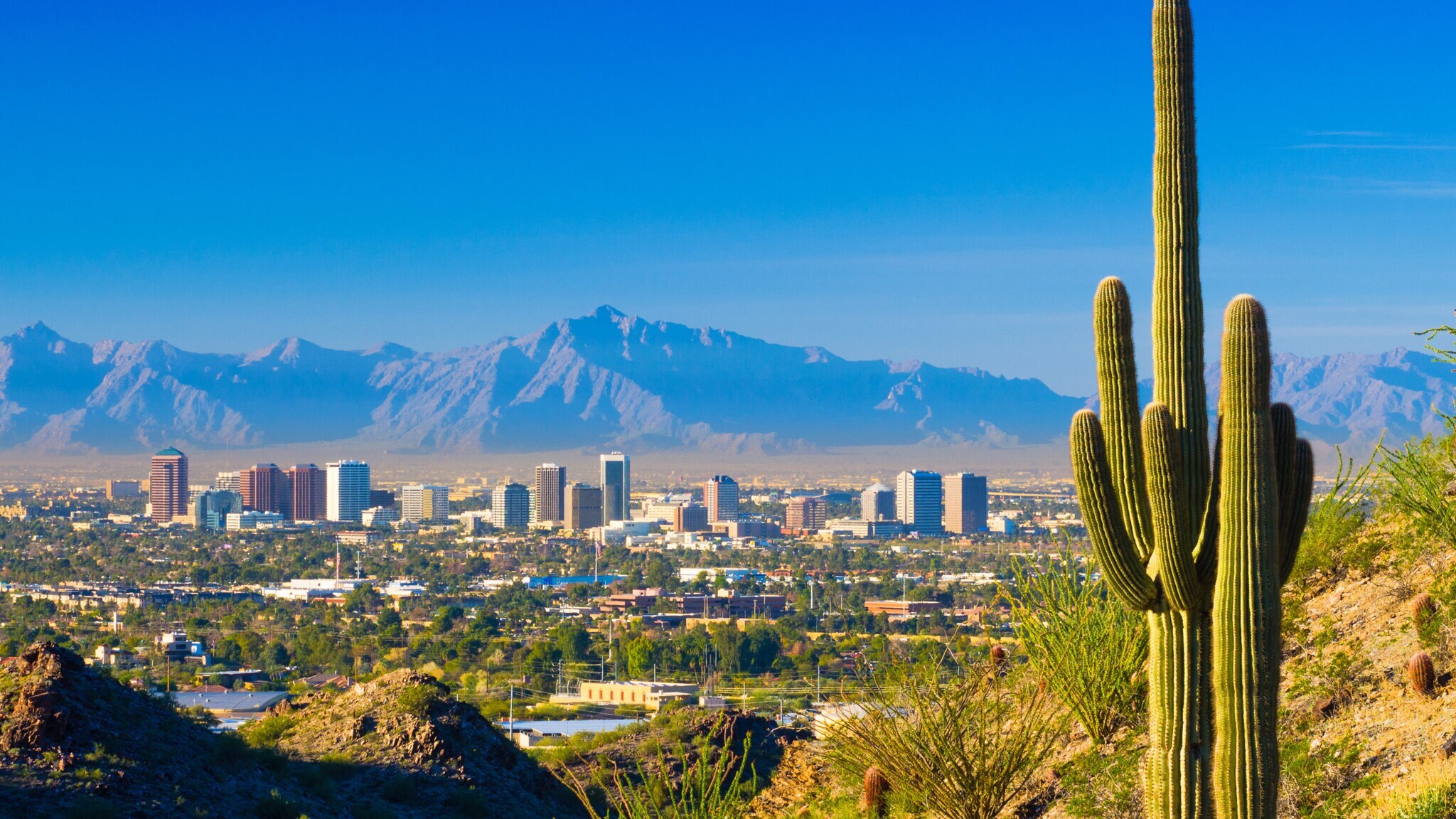 Skyline von Phoenix mit Hochhäusern vor Gebirgspanorama, im Vordergrund ein Kaktus auf einem Hügel.