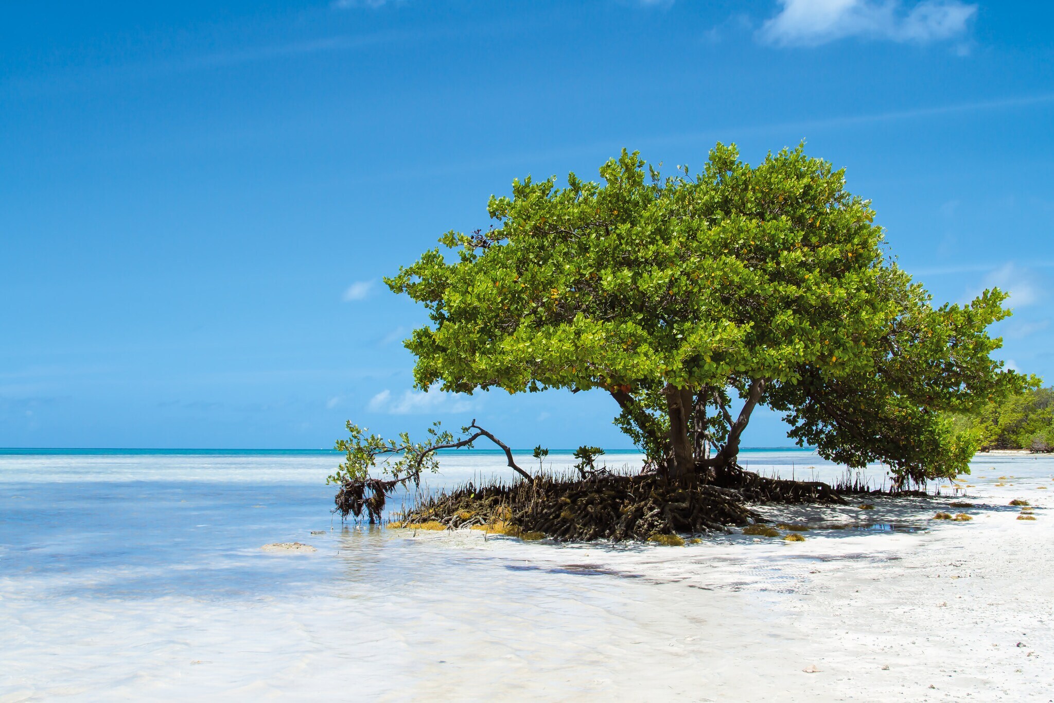 Mangrovenbaum an einem weißen Sandstrand vor blauem Himmel.