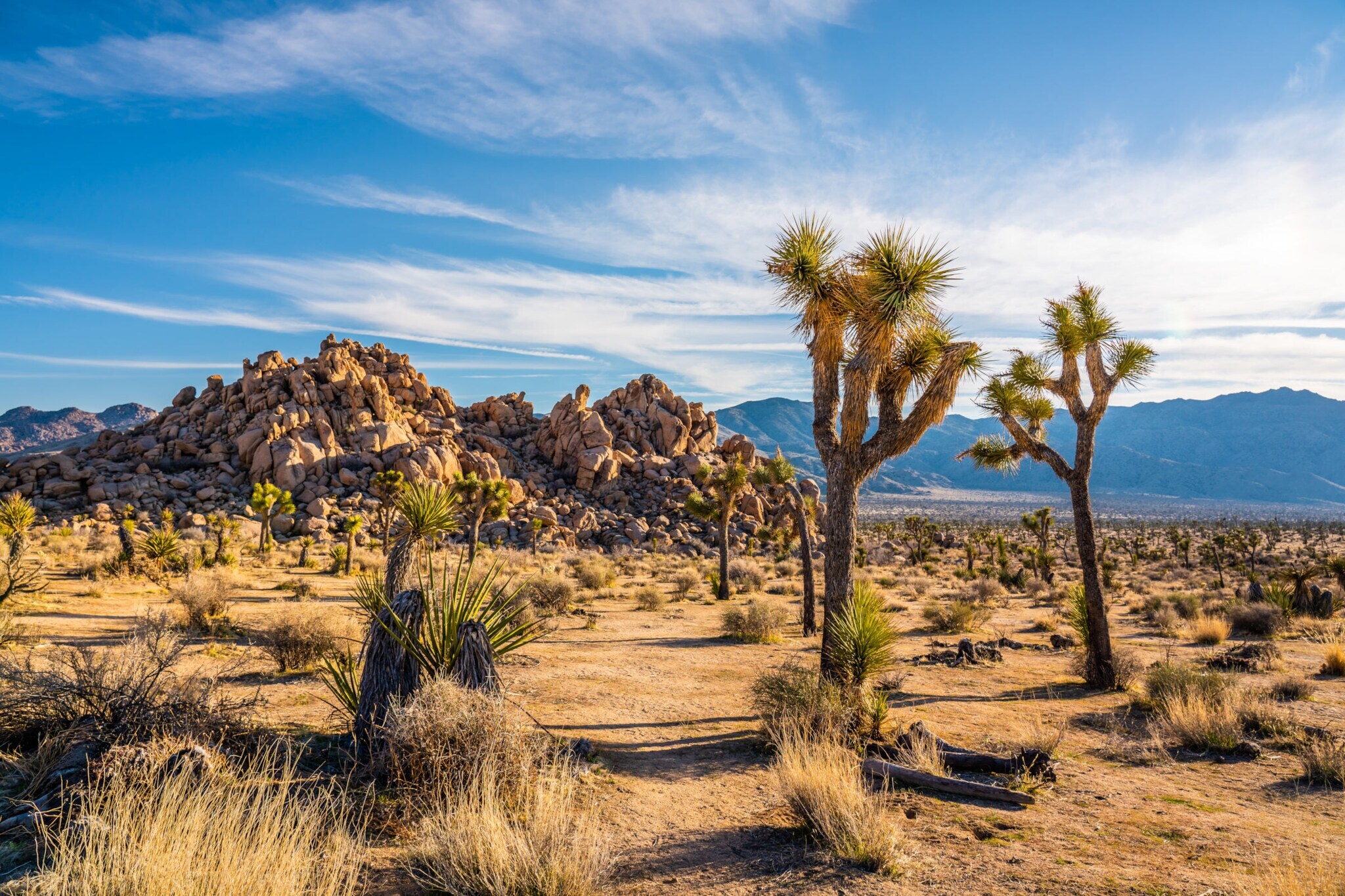 Wüstenlandschaft mit Felsformationen und Palmlilien. Wüstenlandschaft mit Felsformationen und Palmlilien.