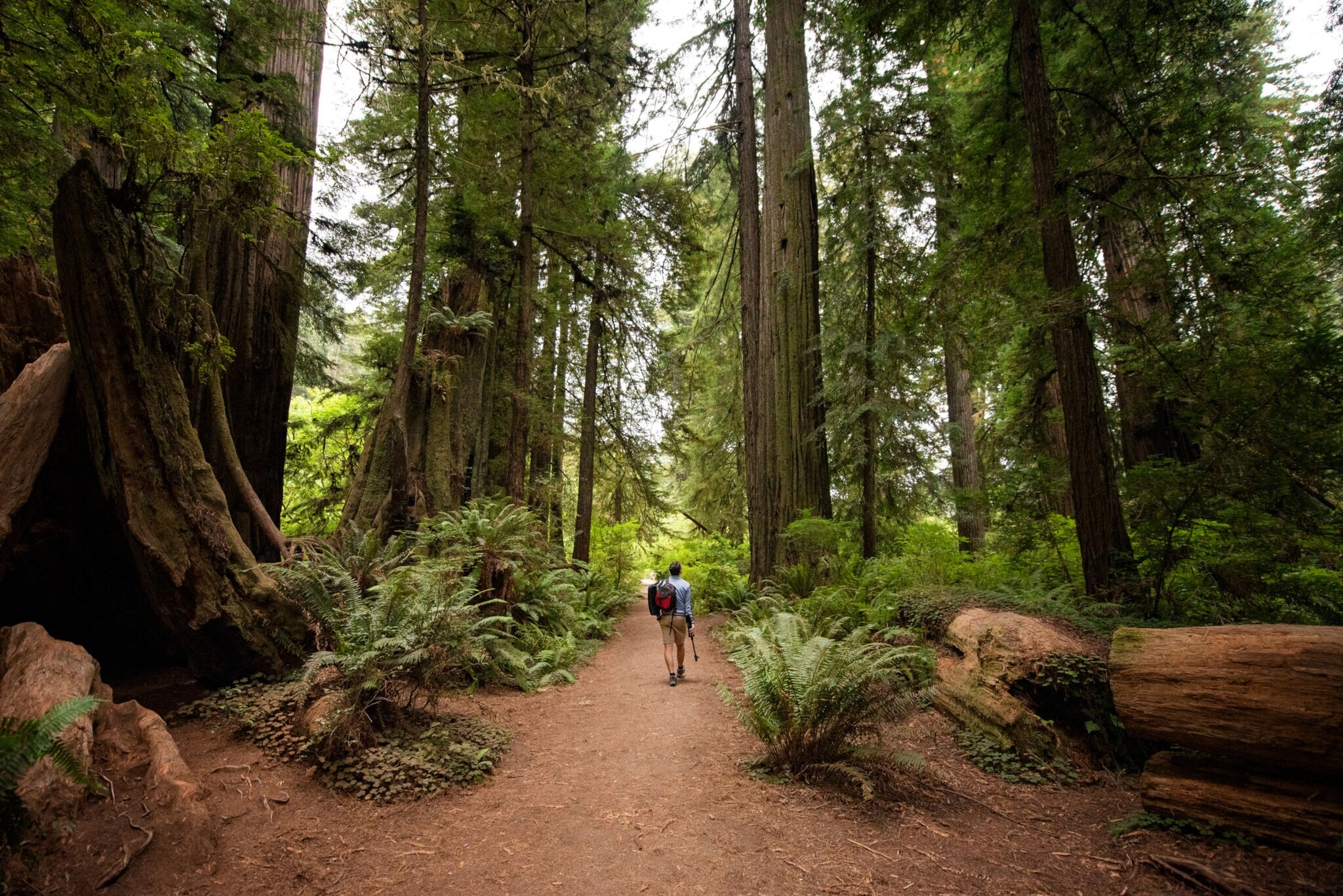 Rückansicht einer Person auf einem Weg in einem Wald mit Küstenmammutbäumen. Rückansicht einer Person auf einem Weg in einem Wald mit Küstenmammutbäumen.