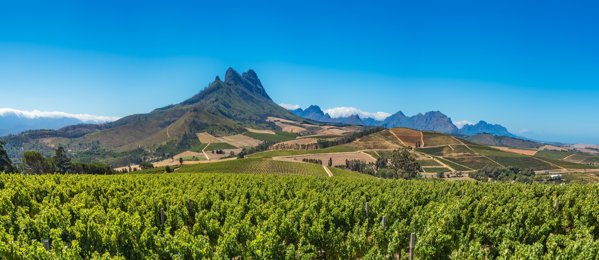 Grüne Weinberge in einer hügeligen Landschaft unter blauem Himmel.
