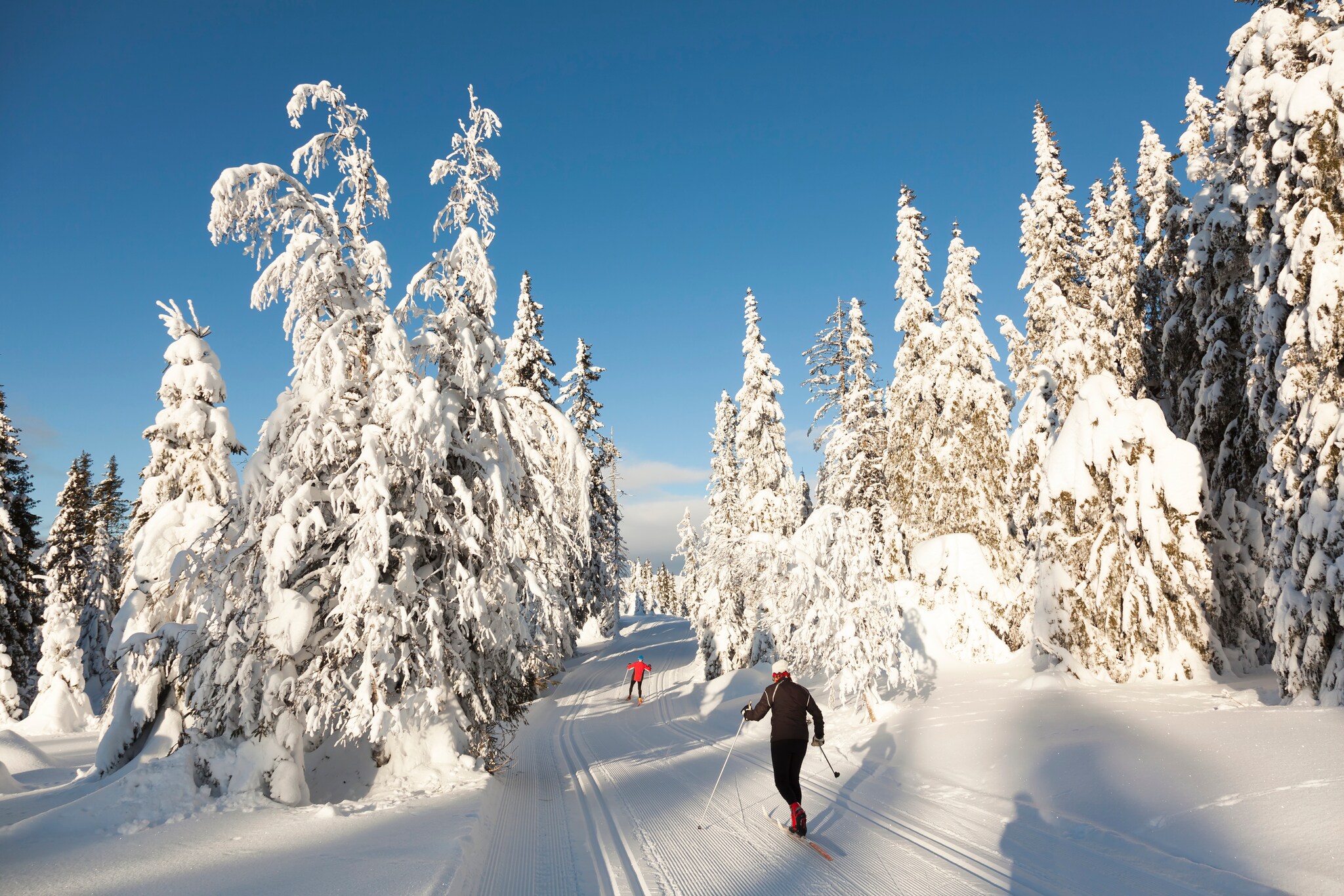 Zwei Person auf Langlaufskiern in einem verschneiten Wald.