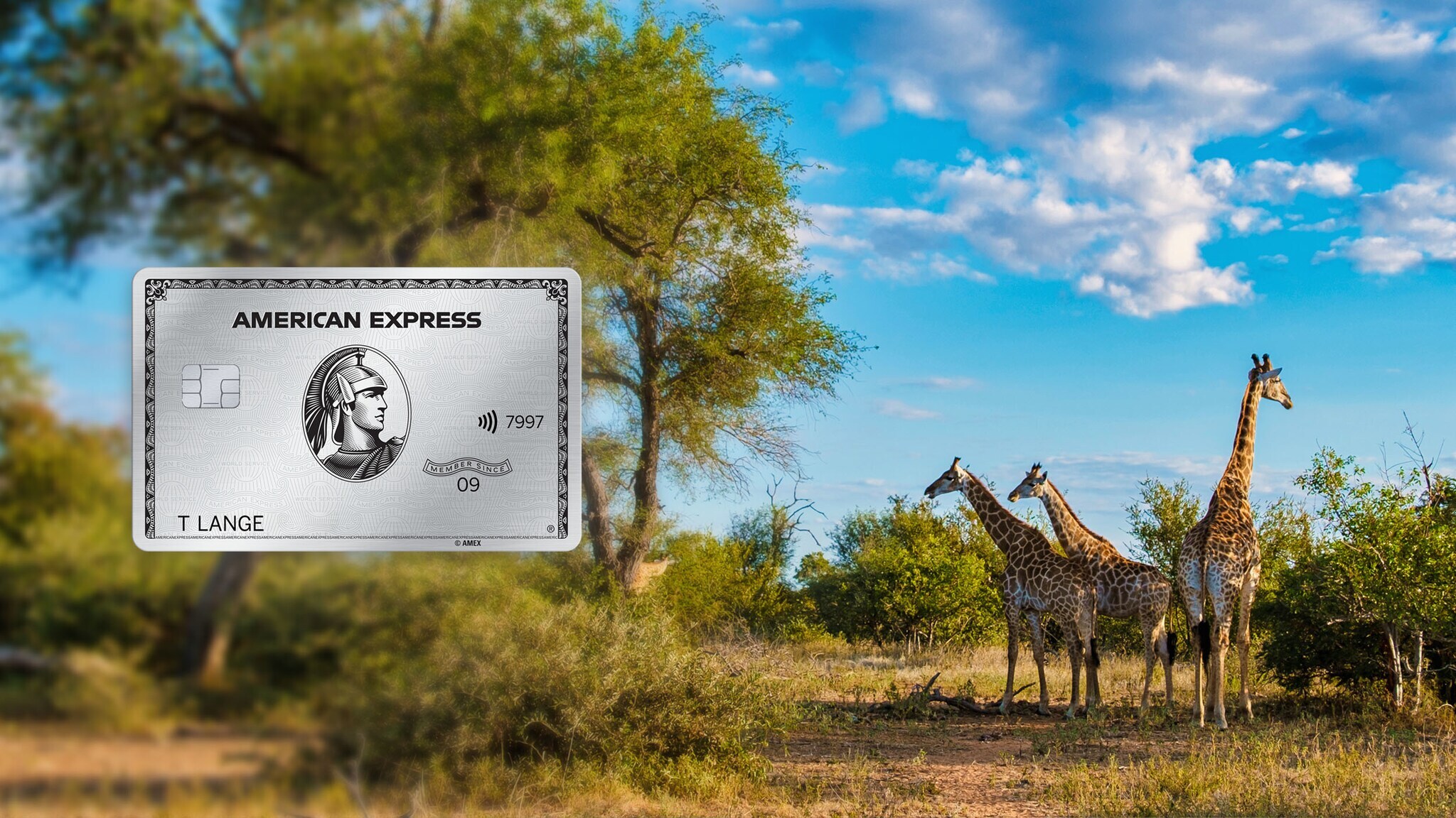 Drei Giraffen stehen in der grünen Savanne unter blauem Himmel, im Vordergrund eine silberne Kreditkarte von American Express als Freisteller.