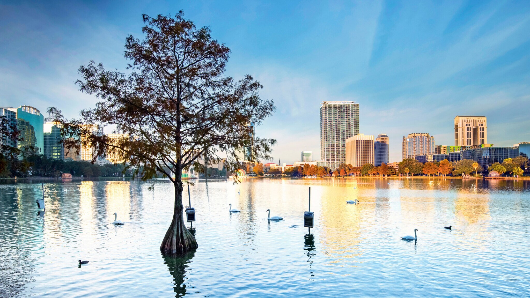 Ein großer See mit Schwänen und einem Baum im Wasser in urbaner Lage, im Hintergrund Hochhäuser.