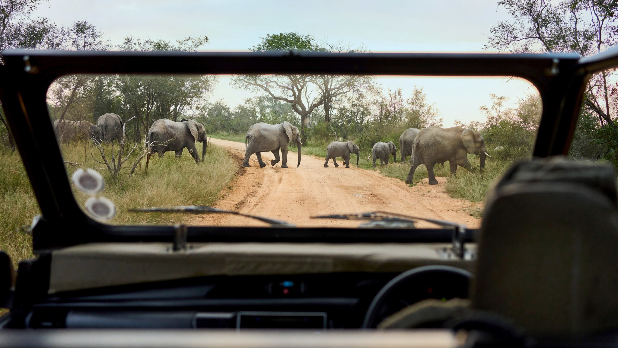 Blick durch die Frontscheibe eines Jeeps auf eine Elefantenherde, die eine Sandstraße in einem Nationalpark kreuzt. Blick durch die Frontscheibe eines Jeeps auf eine Elefantenherde, die eine Sandstraße in einem Nationalpark kreuzt.