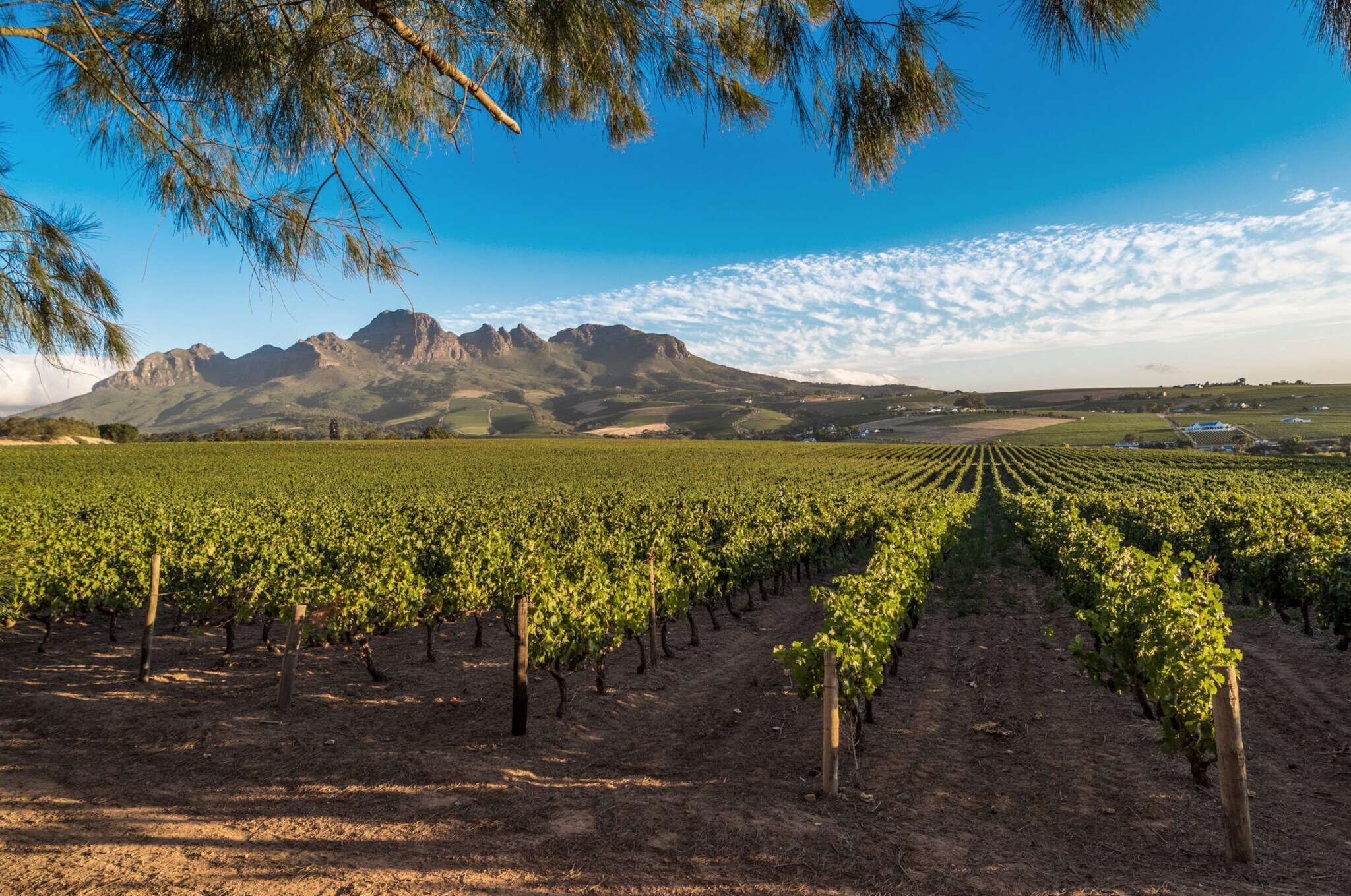Alt-Text: Grüne Weinberge vor flachem Bergpanorama unter blauem Himmel.