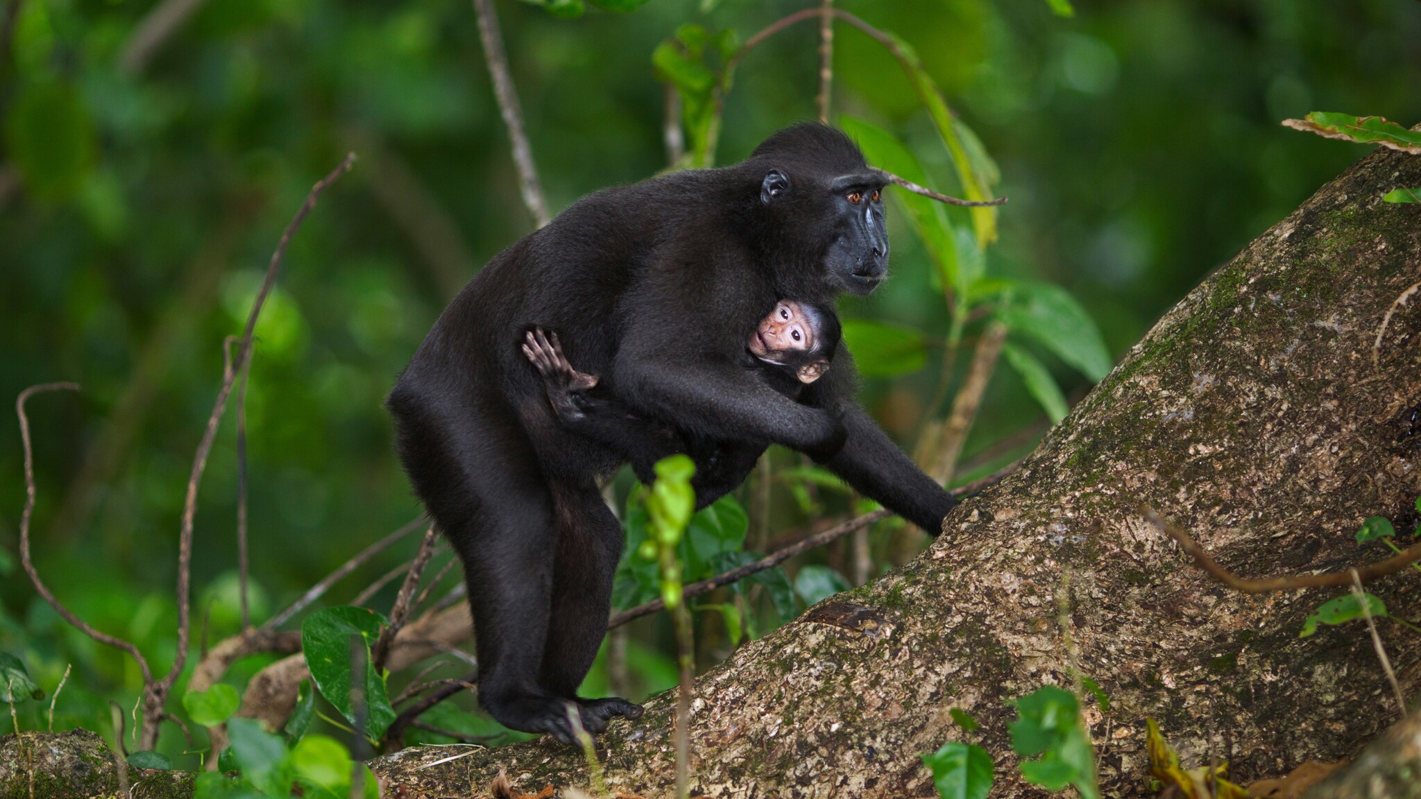 Ein schwarzer Makake mit einem Jungen im Arm auf einem Baumstamm im Wald. Ein schwarzer Makake mit einem Jungen im Arm auf einem Baumstamm im Wald.