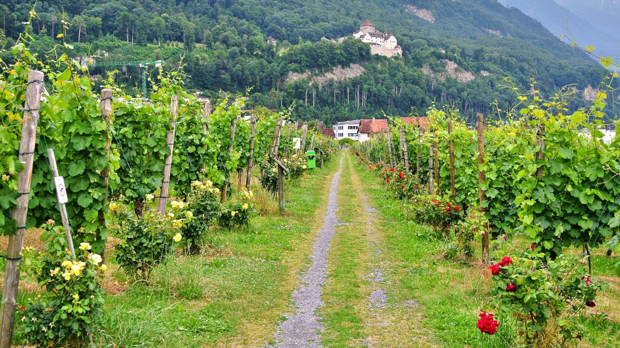 Ein Pfad mit Weinreben zu beiden Seiten in Vaduz, Liechtenstein
