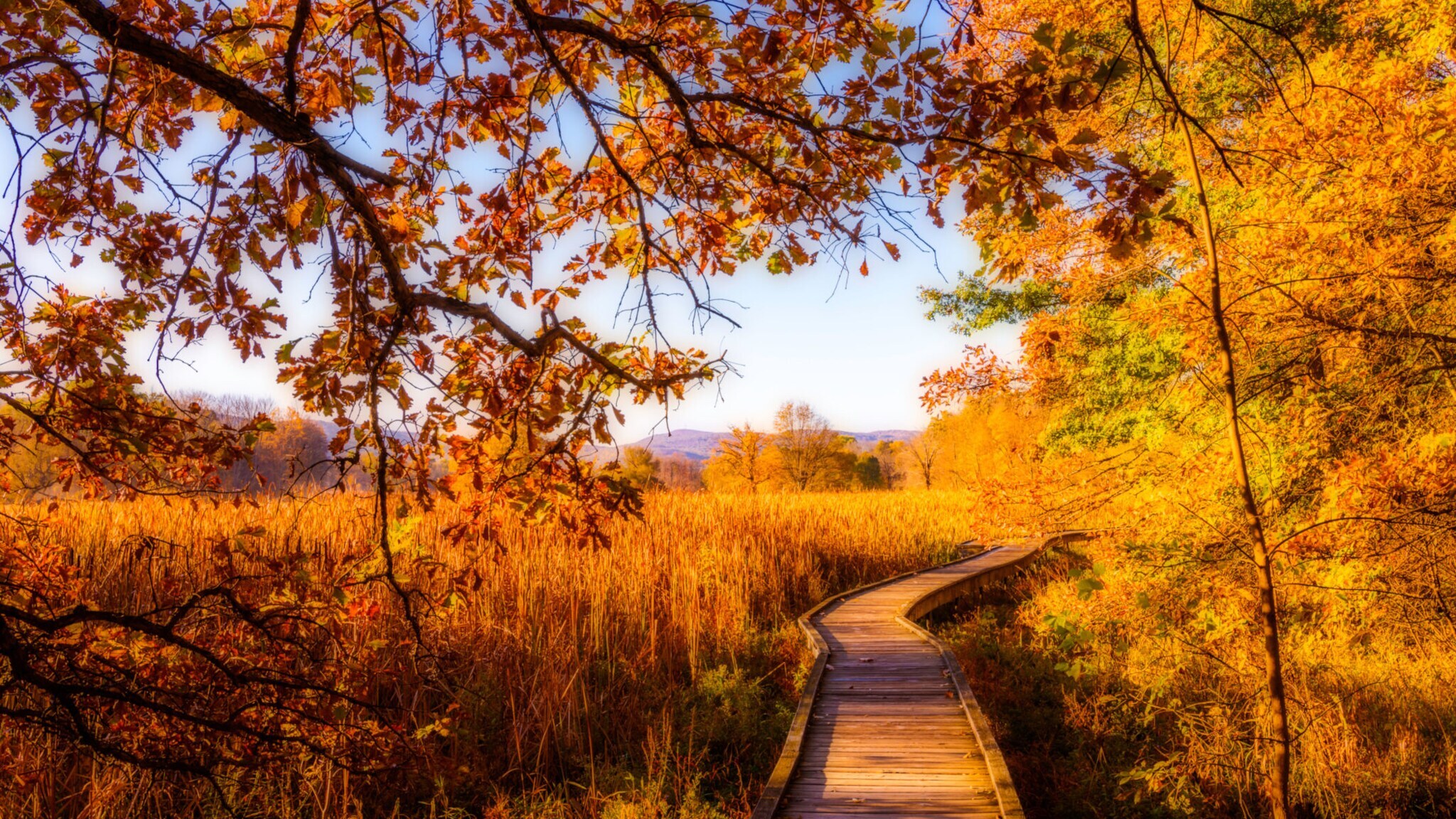 Ein Holzsteg in einer Landschaft mit herbstlich gefärbten Gräsern und Laubäumen. Ein Holzsteg in einer Landschaft mit herbstlich gefärbten Gräsern und Laubäumen.