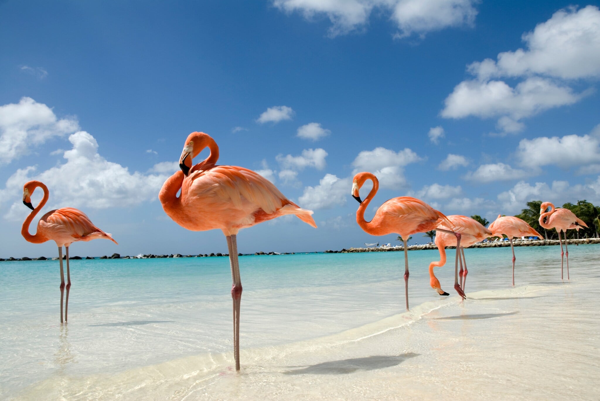 Flamingos im türkisfarbenen Wasser an einem weißen Strand. Flamingos im türkisfarbenen Wasser an einem weißen Strand.