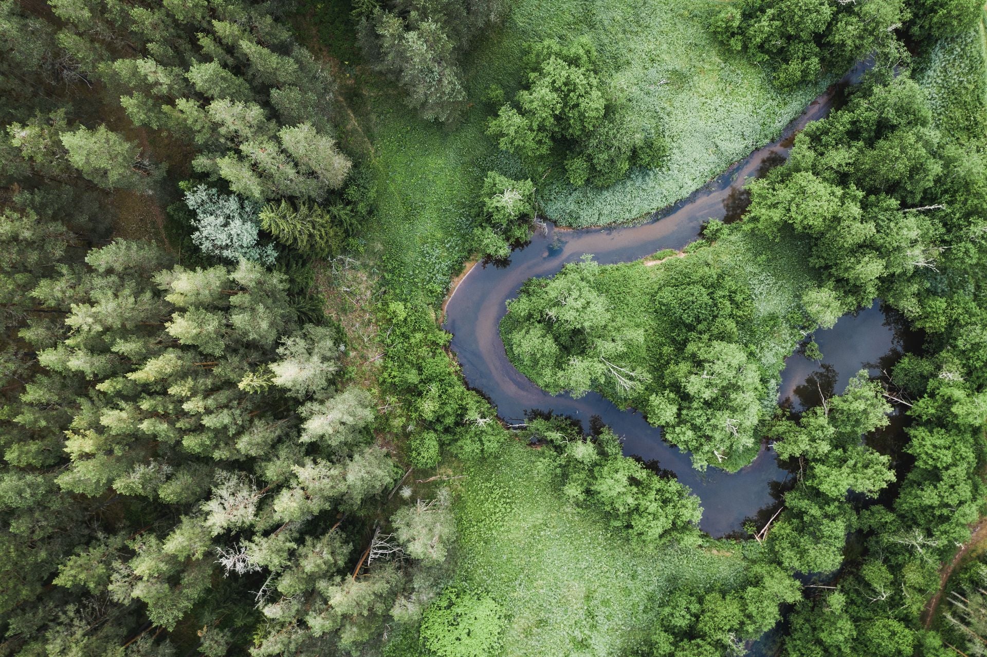 Ein Bach, der sich durch einen Wald schlängelt. Ein Bach, der sich durch einen Wald schlängelt.