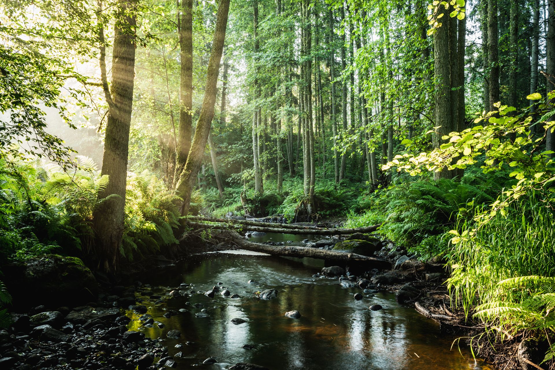 Ein kleiner Bach, der durch eine Waldlandschaft fließt.