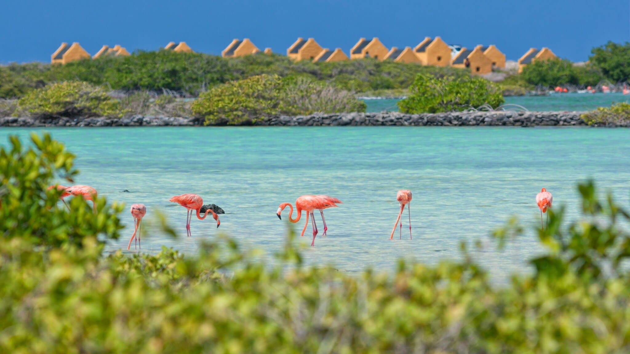 Bonnaire ist ein Inselparadies mit faszinierenden Naturerlebnissen über und unter Wasser. Bonnaire ist ein Inselparadies mit faszinierenden Naturerlebnissen über und unter Wasser.