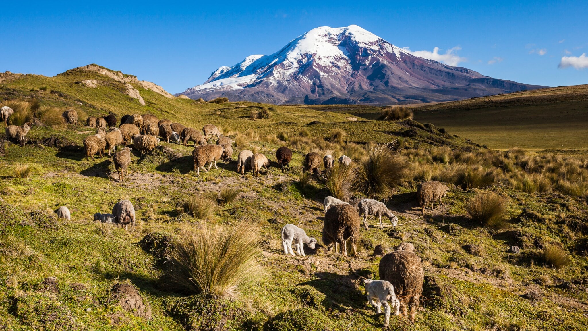 Schafherde auf grüner Bergwiese mit schneebedecktem Vulkan im Hintergrund Schafherde auf grüner Bergwiese mit schneebedecktem Vulkan im Hintergrund