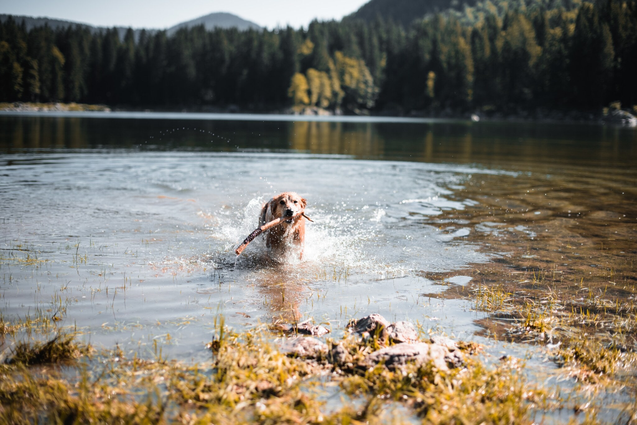 Ein Golden Retriever mit einem Stock im Maul läuft in einem See in einer Waldlandschaft. Ein Golden Retriever mit einem Stock im Maul läuft in einem See in einer Waldlandschaft.