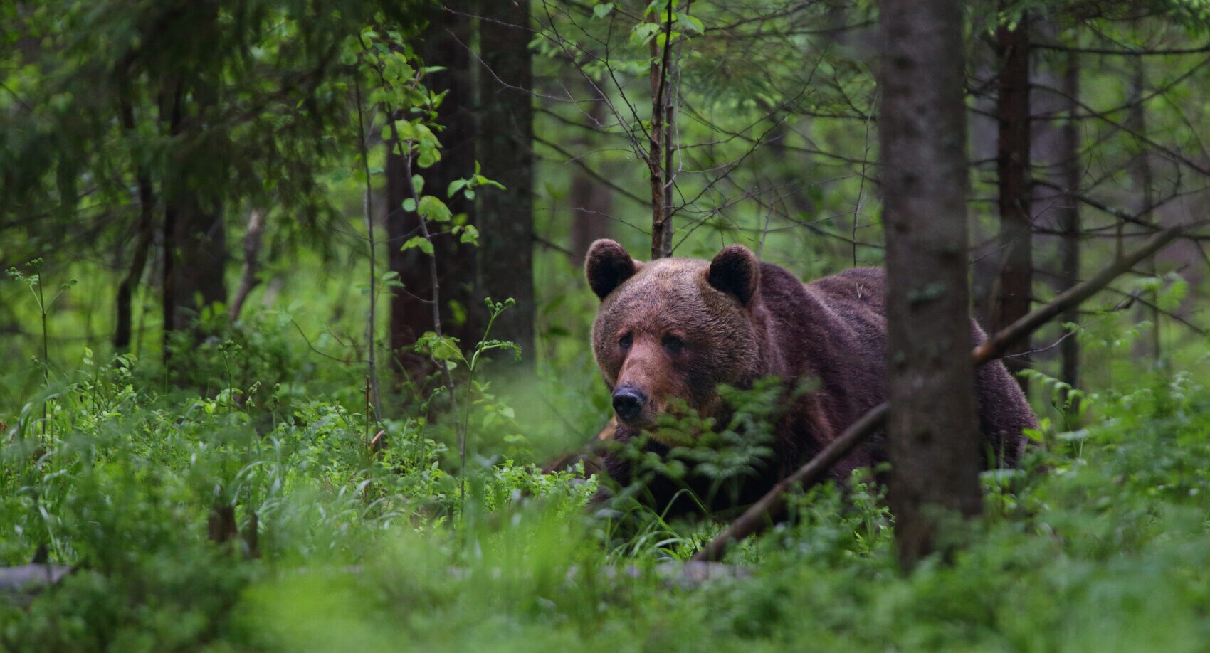 Ein Braunbär in einer grünen Waldlandschaft.
