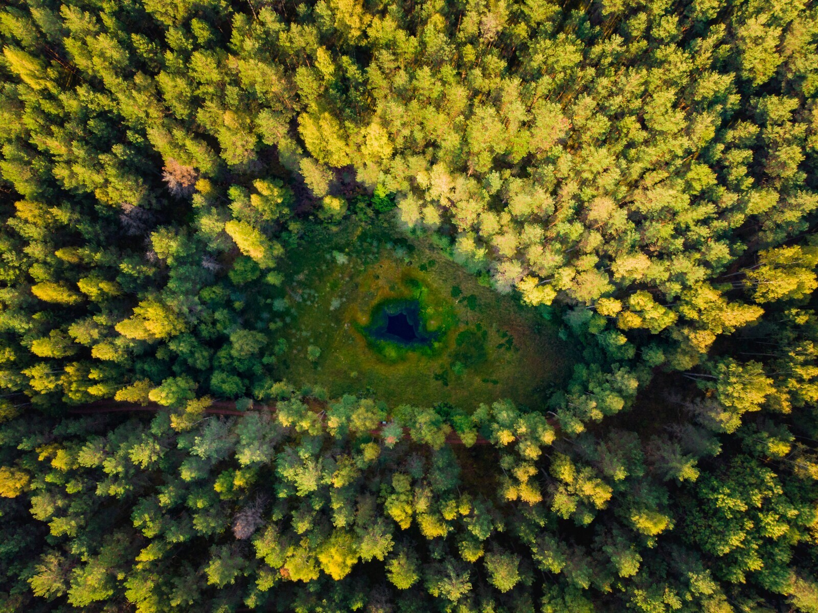 Drohnenaufnahme einer Waldlandschaft von oben in dessen Mitte ein kleiner See ist.