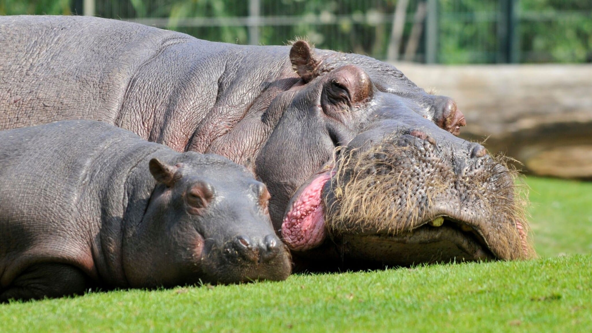 Zwei Flusspferde liegen entspannt auf grünem Gras, eines ist deutlich größer und hat geschlossene Augen. Zwei Flusspferde liegen entspannt auf grünem Gras, eines ist deutlich größer und hat geschlossene Augen.