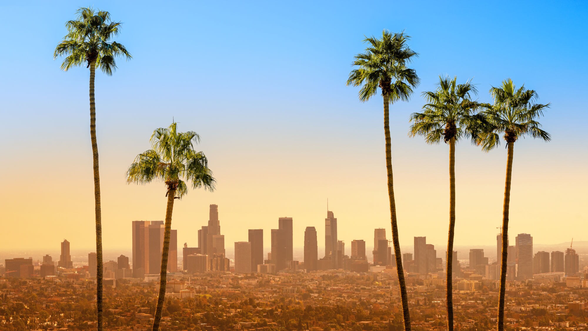 Skyline von Downtown Los Angeles im gelben Licht unter blauem Himmel, im Vordergrund fünf Palmen. Skyline von Downtown Los Angeles im gelben Licht unter blauem Himmel, im Vordergrund fünf Palmen.