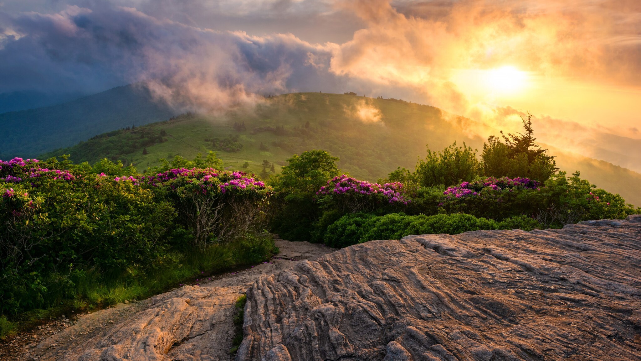 Sonnenaufgang über bewaldeten Hügeln mit blühenden Rhododendren und Felsen im Vordergrund