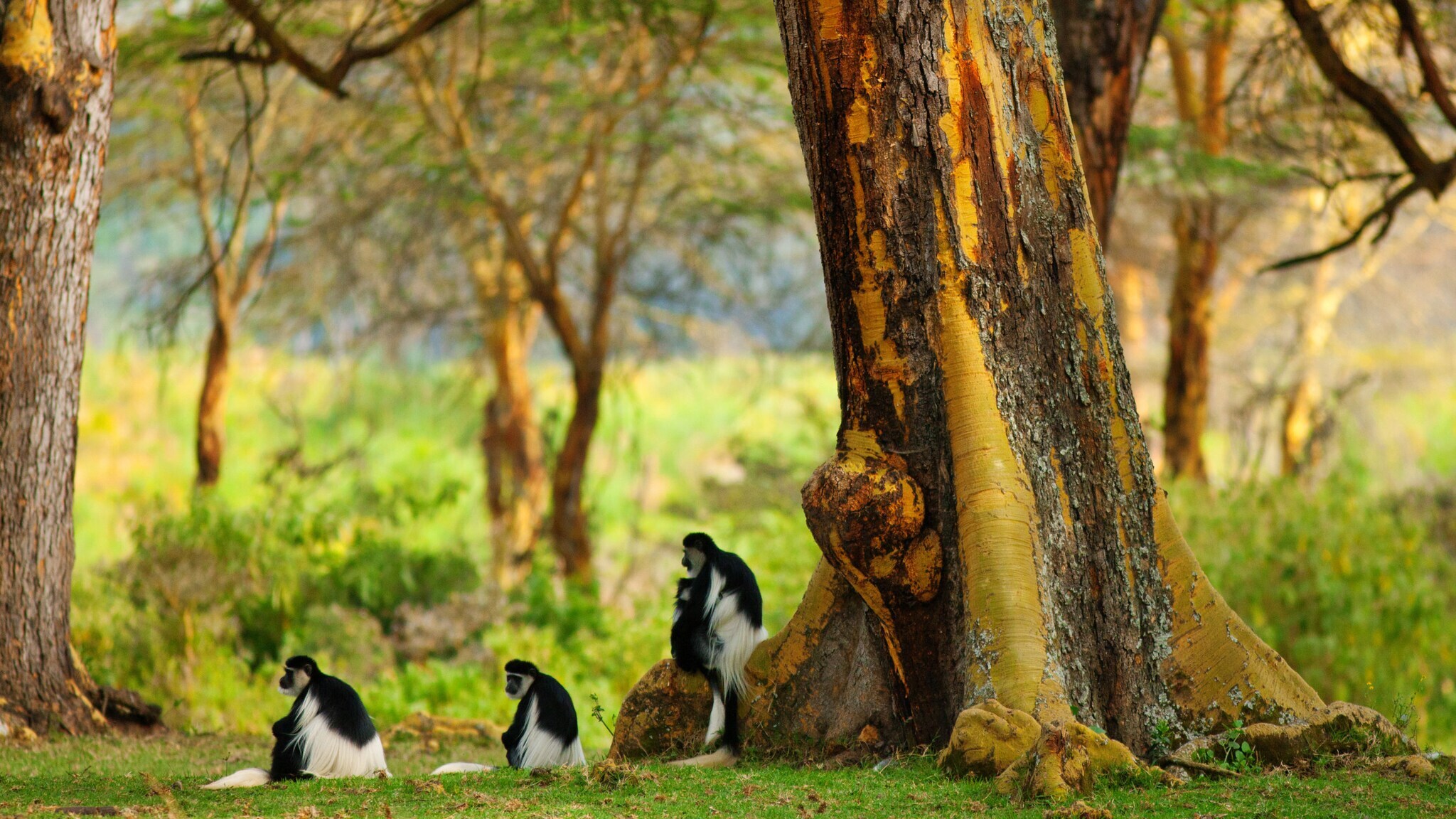 Drei schwarz-weiße Affen sitzen auf dem Gras unter großen Bäumen in einem Waldgebiet