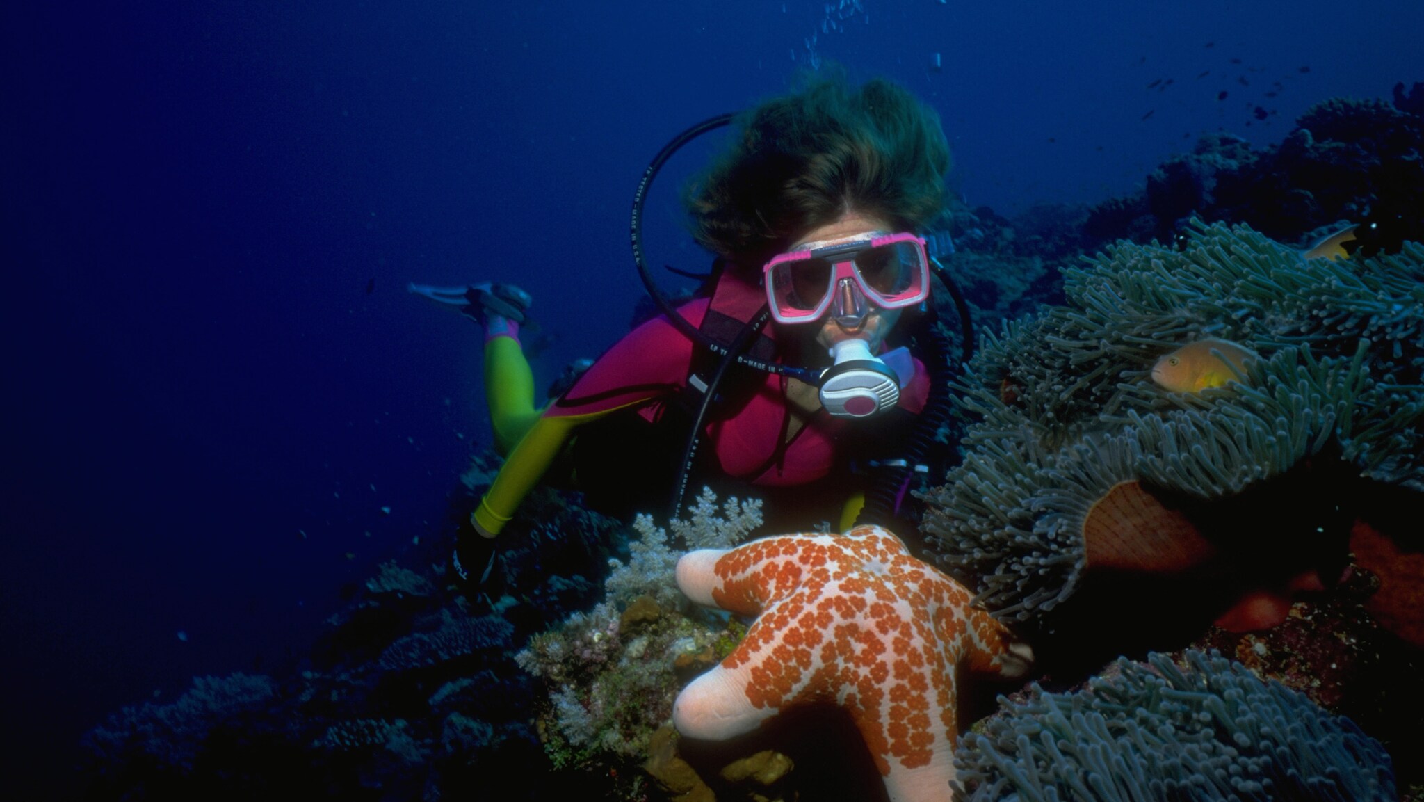 Taucherin mit rosa Tauchmaske und Atemgerät erkundet ein Korallenriff mit einem großen orange-weißen Seestern