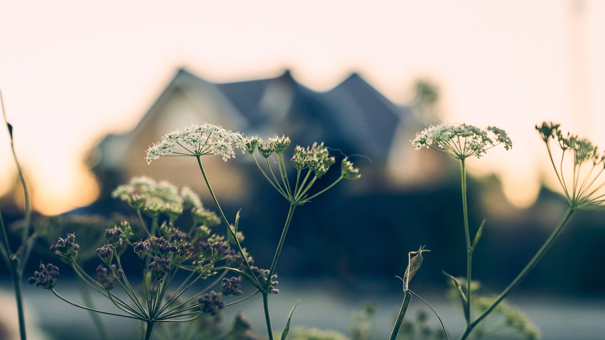 Nahaufnahme von weißen Doldenblüten vor unscharfem Hintergrund mit Haus und Sonnenuntergang Nahaufnahme von weißen Doldenblüten vor unscharfem Hintergrund mit Haus und Sonnenuntergang