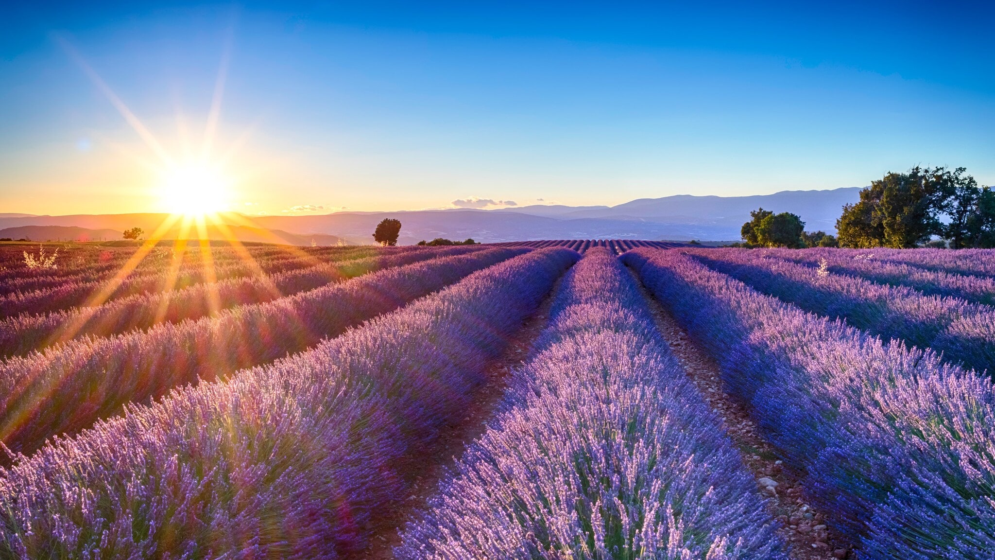Lavendelfeld bei Sonnenuntergang mit leuchtend violetten Blüten und Bergen im Hintergrund Lavendelfeld bei Sonnenuntergang mit leuchtend violetten Blüten und Bergen im Hintergrund