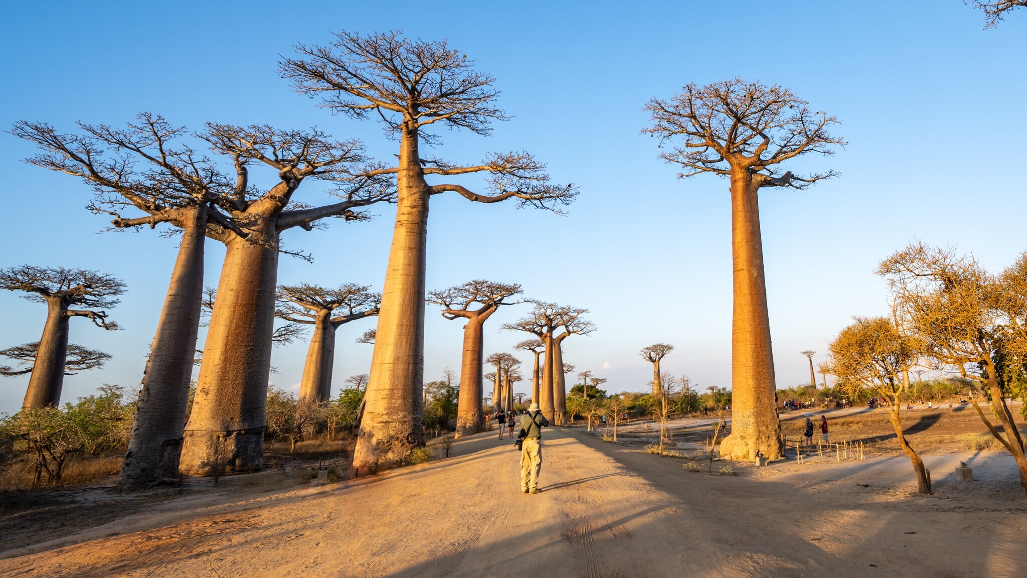 Hohe Baobab-Bäume entlang eines sandigen Wegs mit einer Person, die in der Mitte steht, unter klarem Himmel Hohe Baobab-Bäume entlang eines sandigen Wegs mit einer Person, die in der Mitte steht, unter klarem Himmel