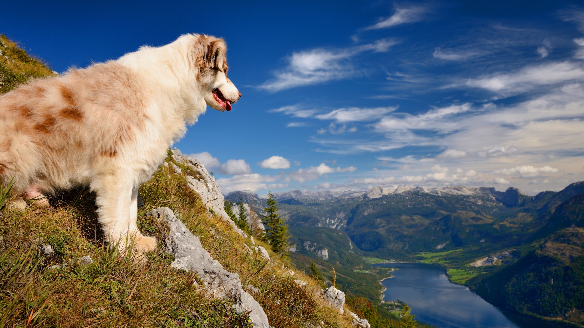 Weiß-brauner Hund steht auf einem grasbewachsenen Felsen und blickt auf ein Tal mit Fluss und Bergen unter blauem Himmel.