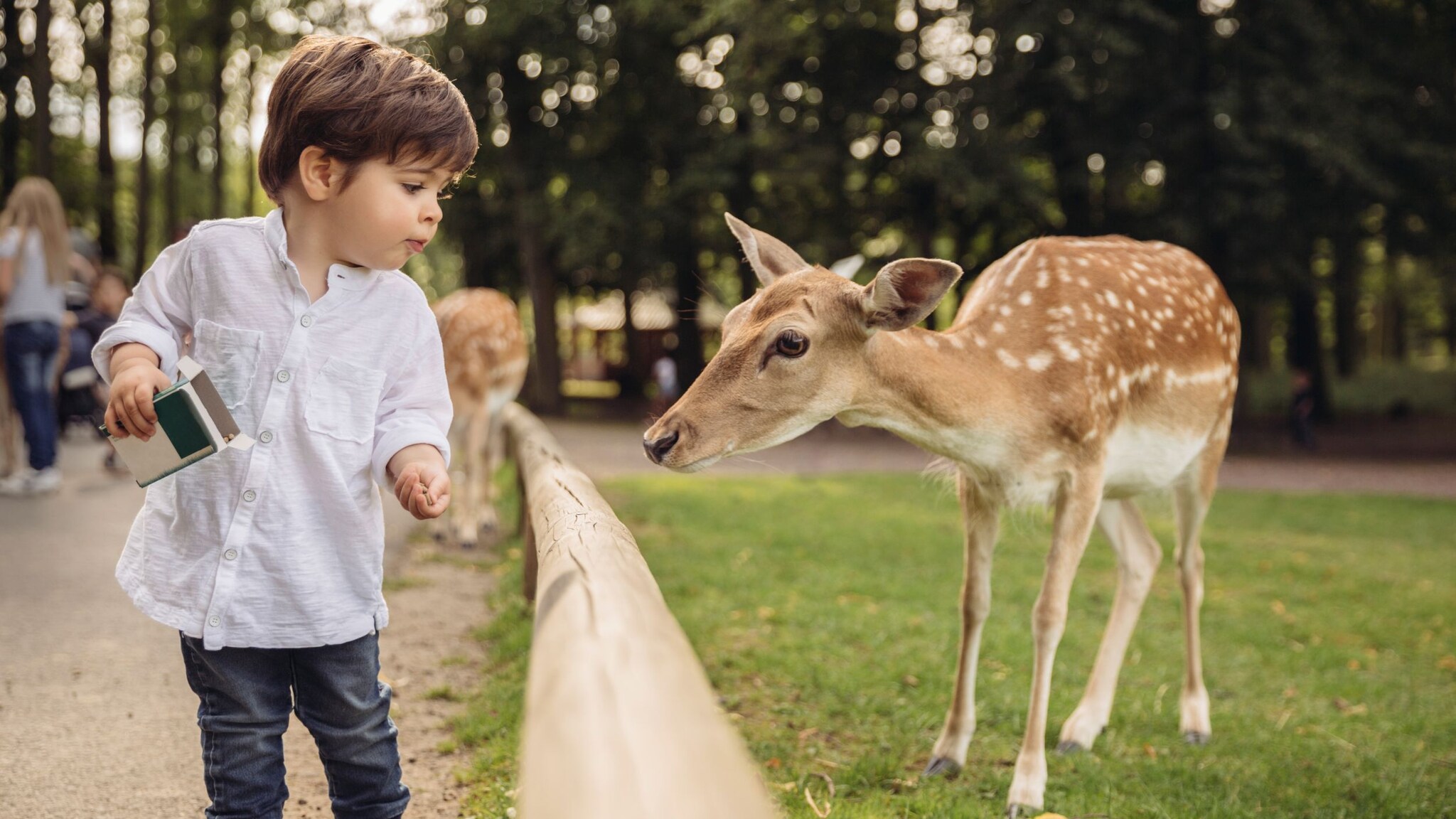 Kleiner Junge in weißem Hemd füttert ein Reh über einen Holzzaun im Park