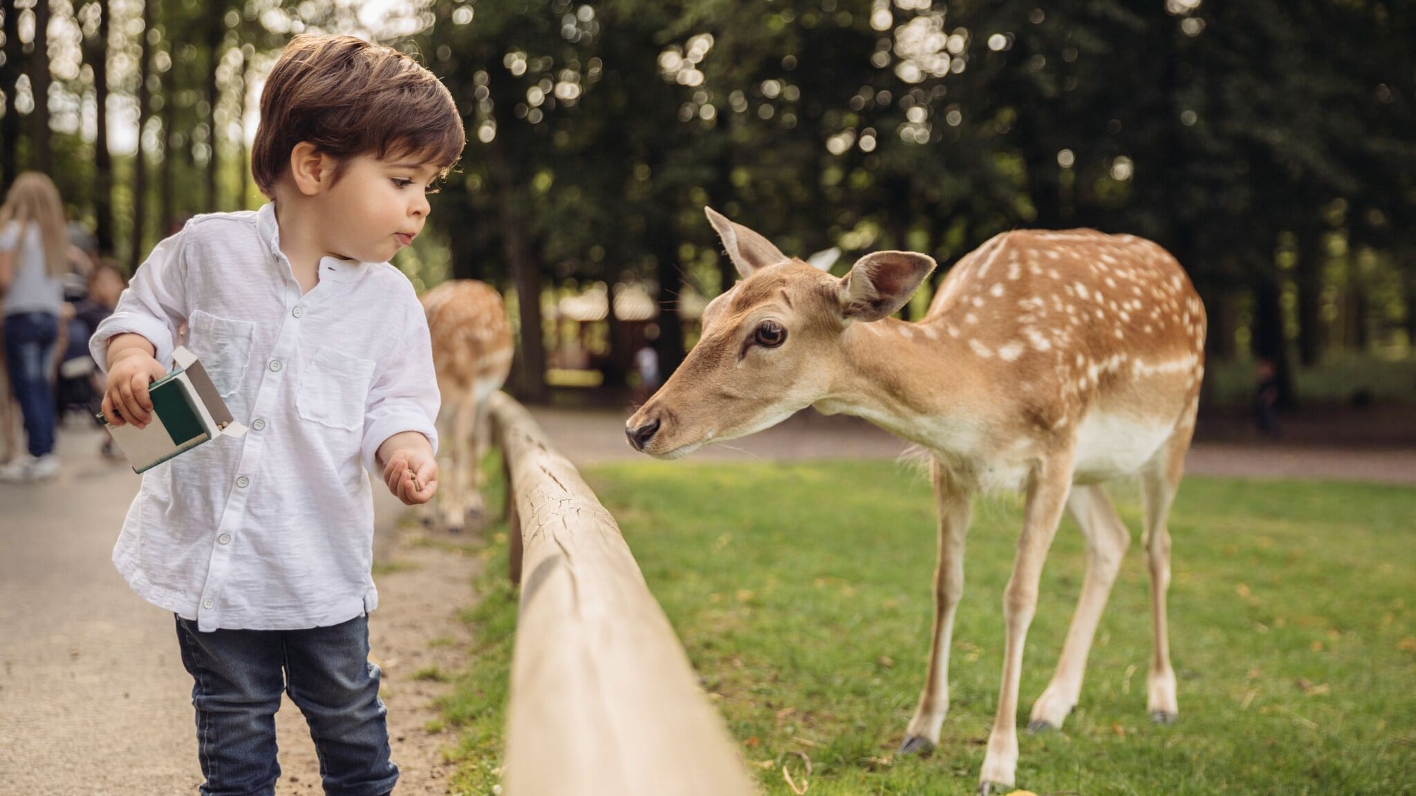 Kleiner Junge in weißem Hemd füttert ein Reh über einen Holzzaun im Park Kleiner Junge in weißem Hemd füttert ein Reh über einen Holzzaun im Park