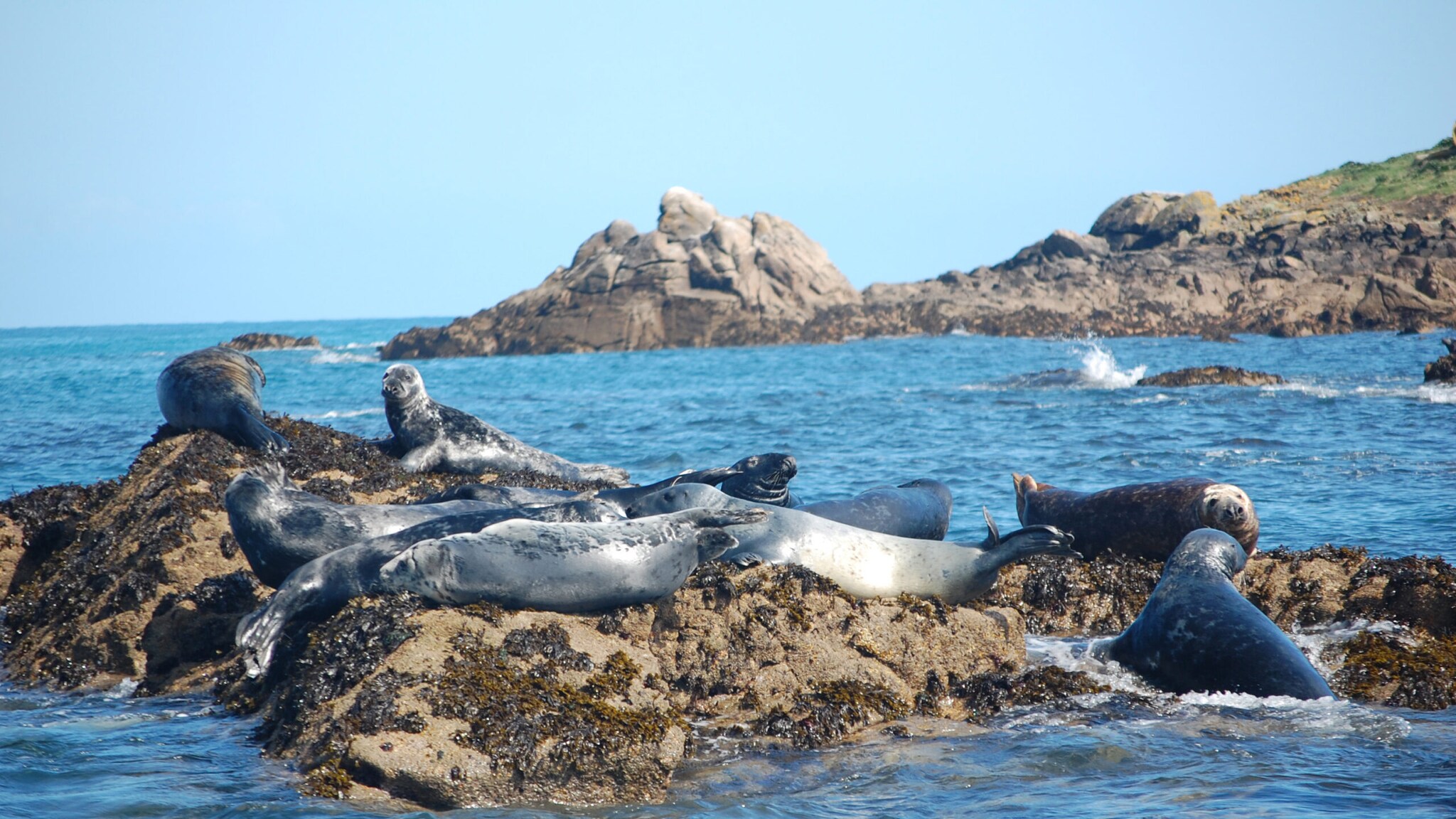 Mehrere Robben liegen auf felsigen Klippen im Meer, im Hintergrund weitere Felsen und blauer Himmel Mehrere Robben liegen auf felsigen Klippen im Meer, im Hintergrund weitere Felsen und blauer Himmel