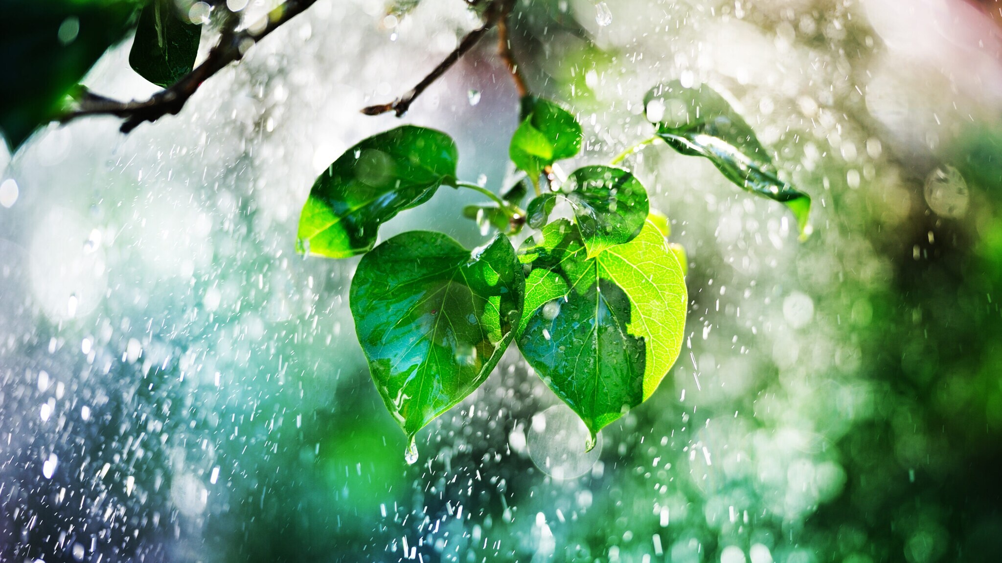 Grüne Blätter an einem Ast mit Wassertropfen und Spritzwasser im Sonnenlicht