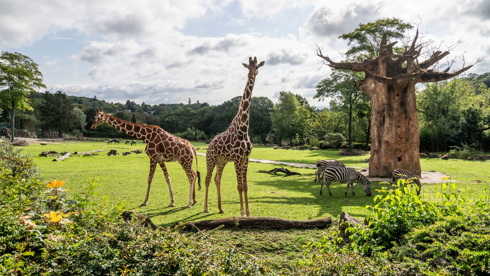 Zwei Giraffen und zwei Zebras auf einer grünen Savanne im Opel-Zoo, im Hintergrund Bäume und bewölkter Himmel Zwei Giraffen und zwei Zebras auf einer grünen Savanne im Opel-Zoo, im Hintergrund Bäume und bewölkter Himmel