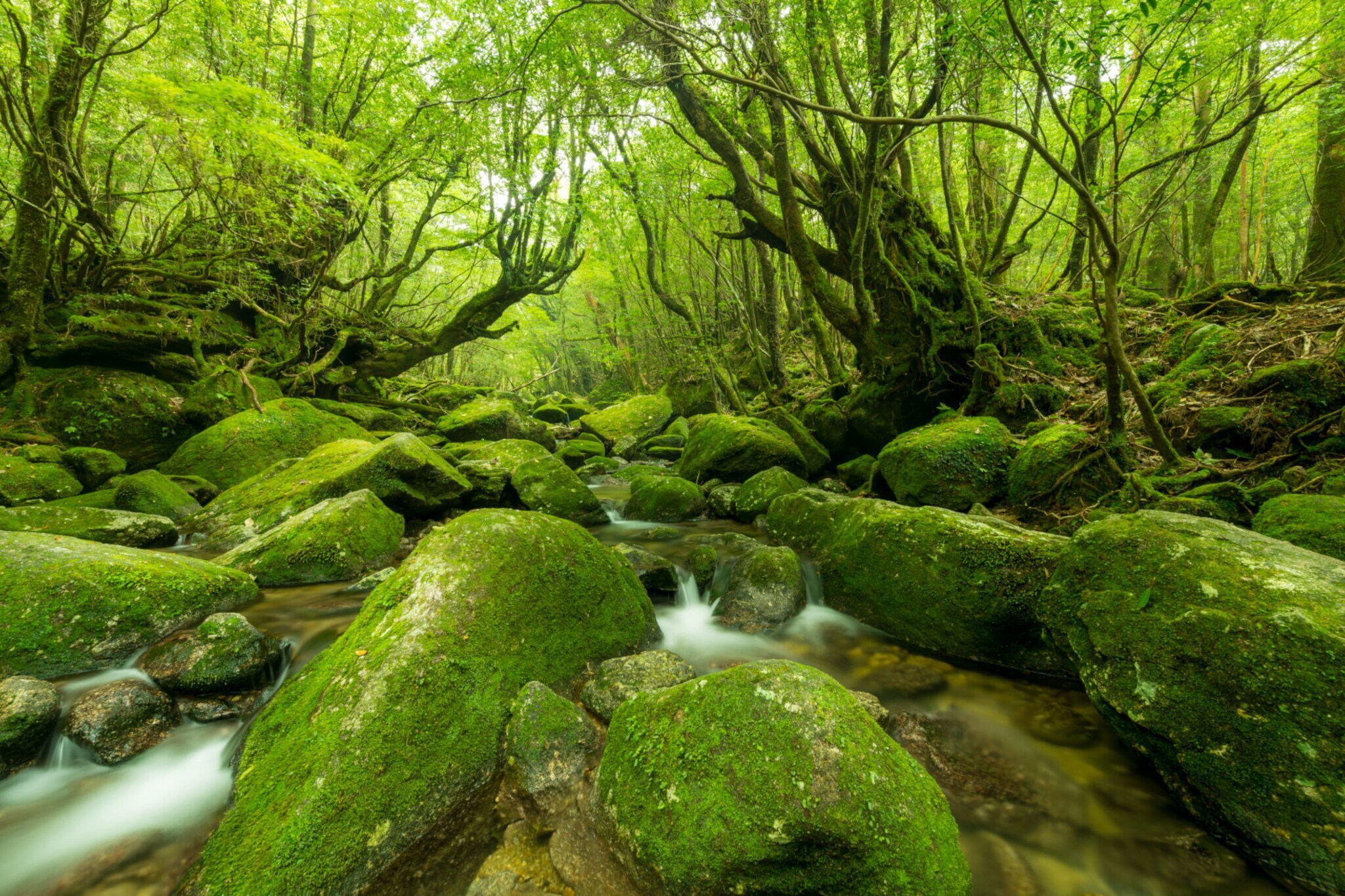 Wald mit kleinem Wasserfall und moosbedeckten Steinen