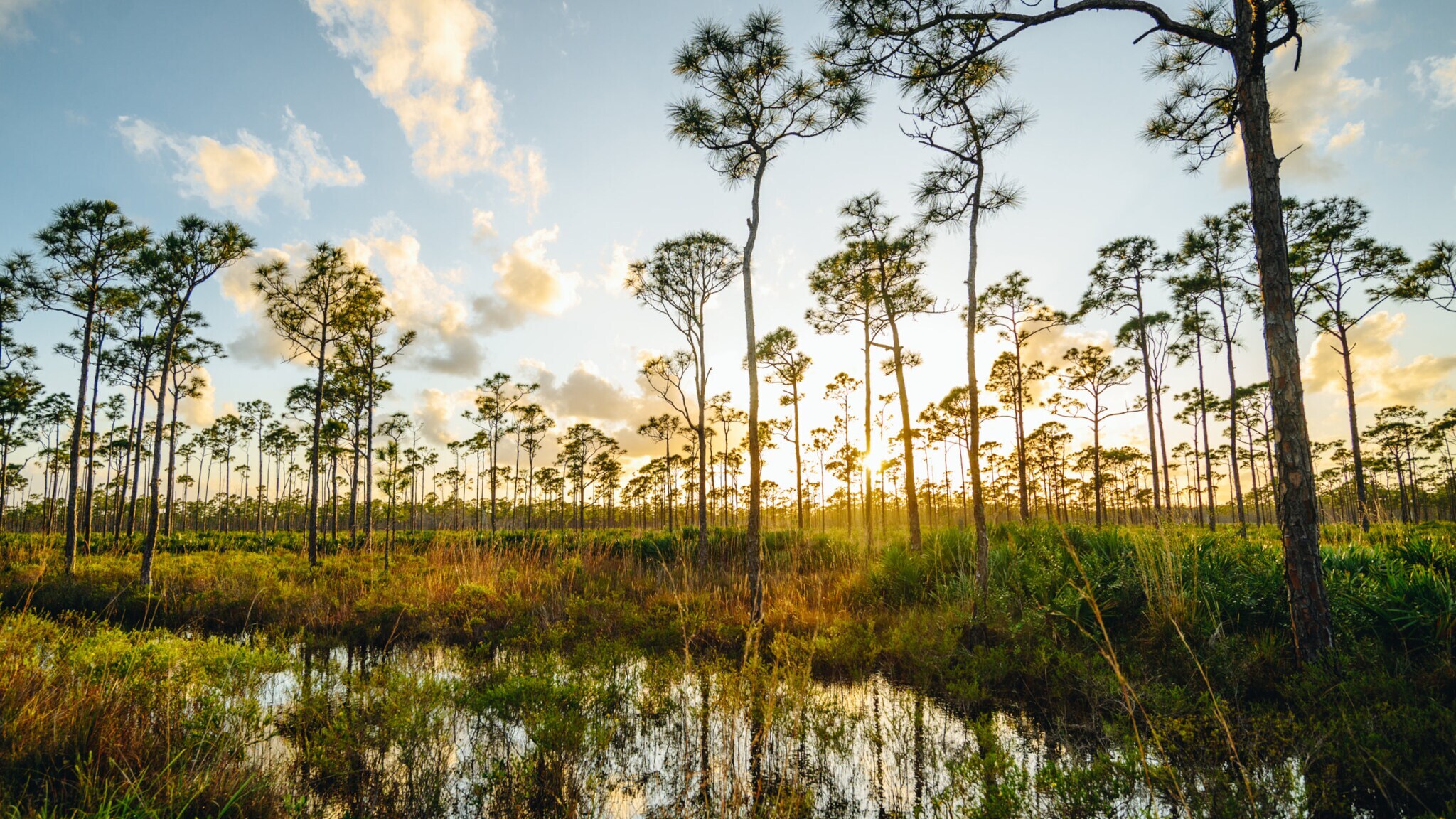Sonnenaufgang über einem Sumpfgebiet mit hohen Bäumen und Wasserflächen Sonnenaufgang über einem Sumpfgebiet mit hohen Bäumen und Wasserflächen