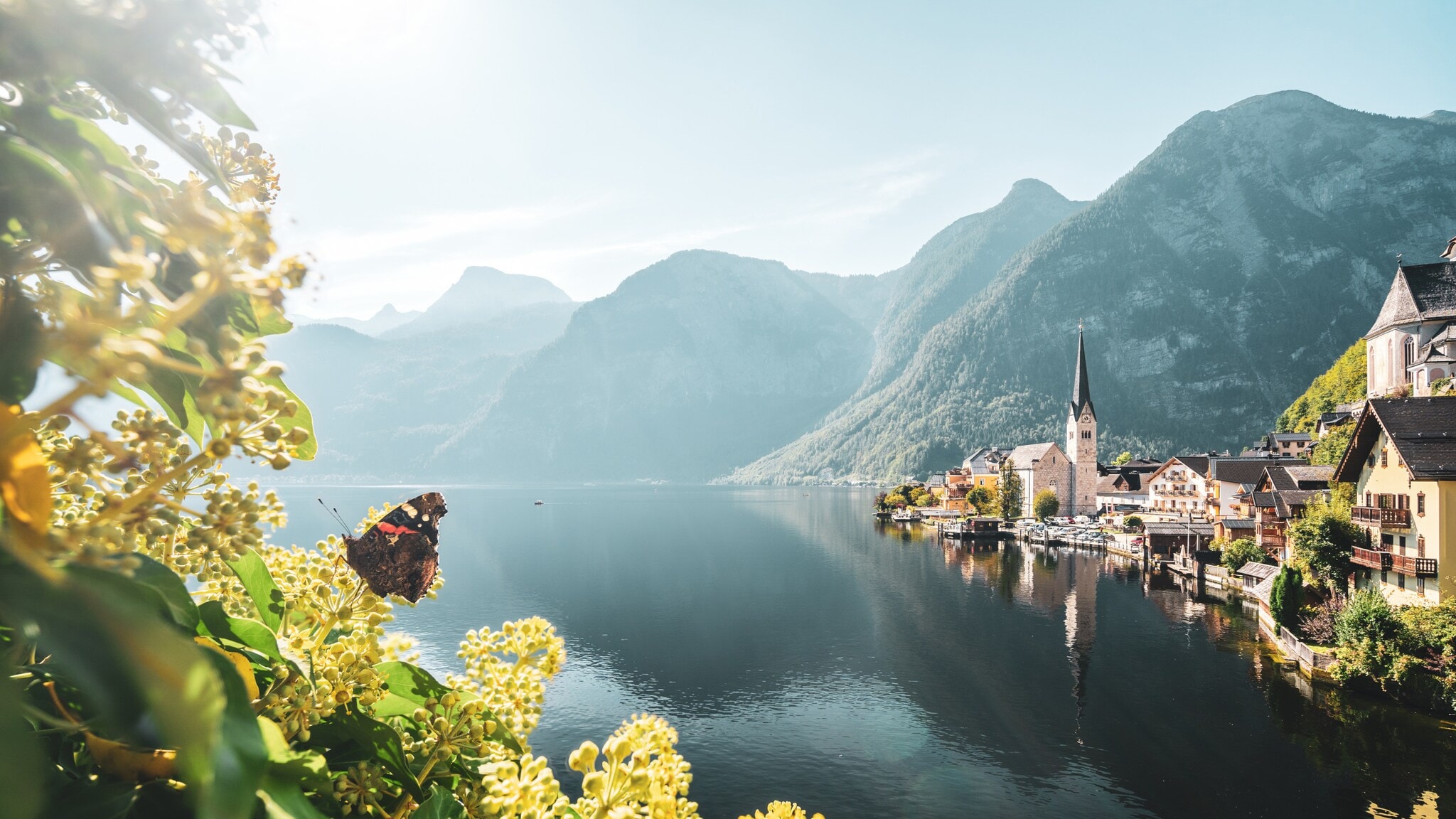 Schmetterling auf gelben Blüten vor einem See mit Bergkulisse und Dorf mit Kirche Schmetterling auf gelben Blüten vor einem See mit Bergkulisse und Dorf mit Kirche