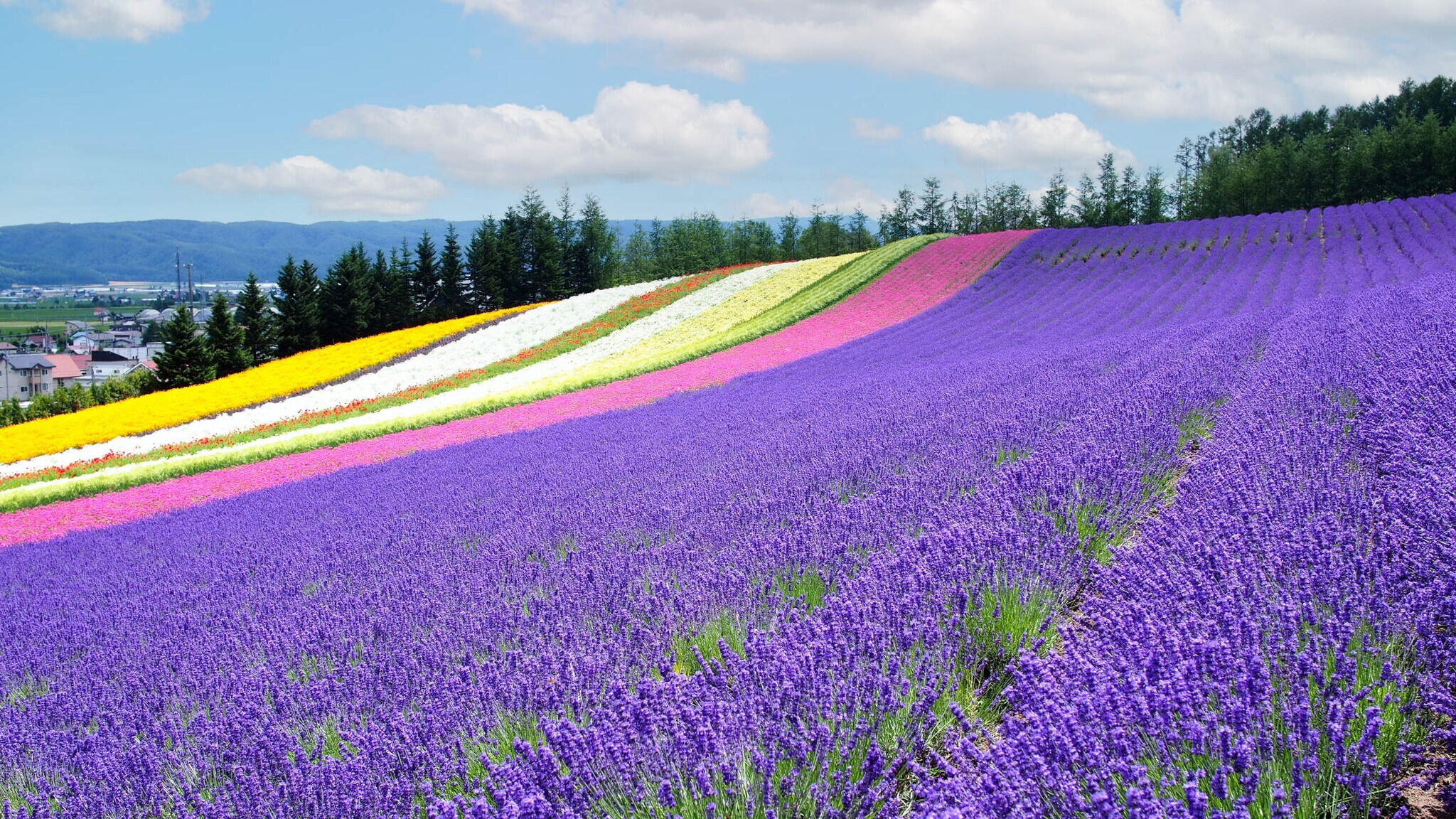 Felder mit lila Lavendel und bunten Blumenstreifen auf einem Hügel unter blauem Himmel Felder mit lila Lavendel und bunten Blumenstreifen auf einem Hügel unter blauem Himmel