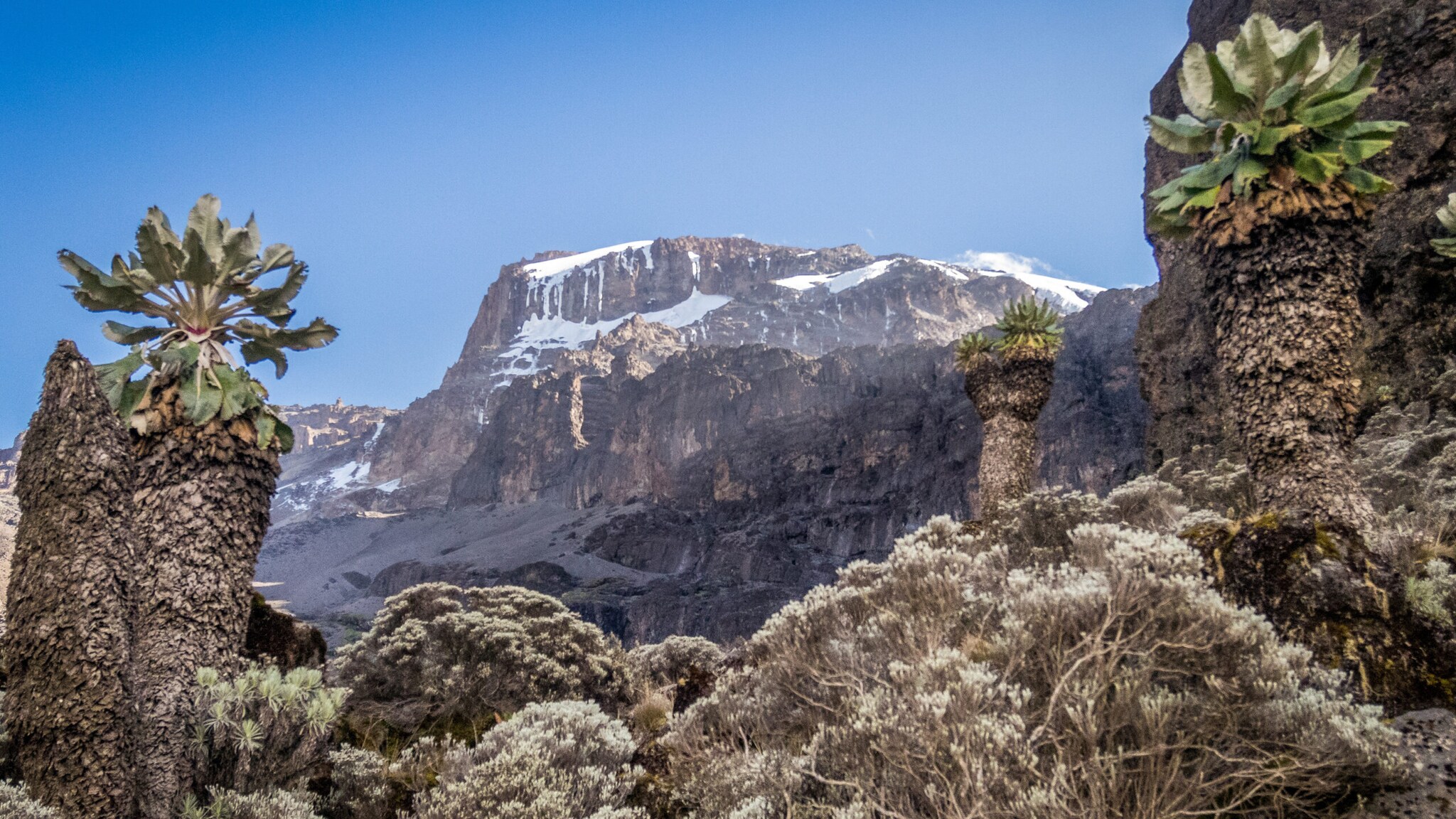 Berglandschaft mit schneebedecktem Gipfel und großen, baumartigen Pflanzen im Vordergrund unter klarem Himmel Berglandschaft mit schneebedecktem Gipfel und großen, baumartigen Pflanzen im Vordergrund unter klarem Himmel
