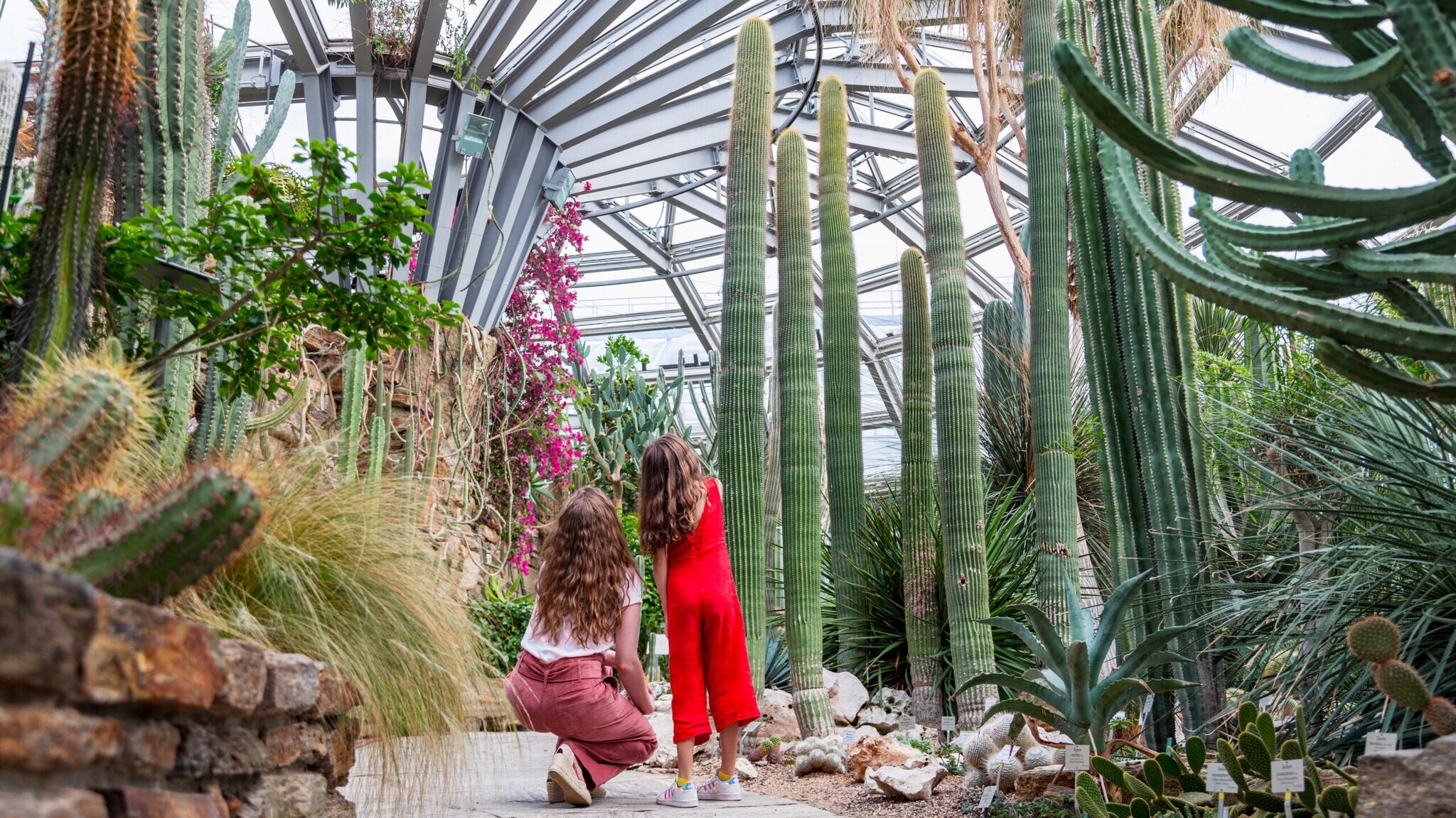Zwei Frauen in einem Gewächshaus betrachten hohe, grüne Kakteen und andere Sukkulenten unter einem Glasdach. Zwei Frauen in einem Gewächshaus betrachten hohe, grüne Kakteen und andere Sukkulenten unter einem Glasdach.
