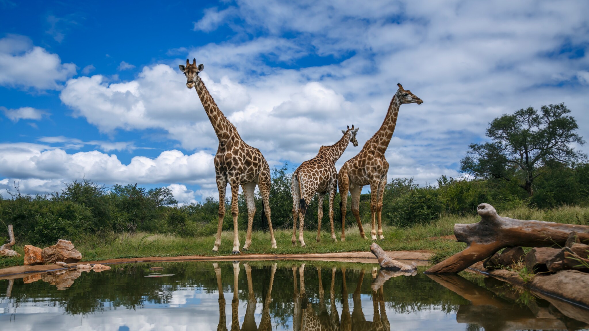 Drei Giraffen stehen am Ufer eines Teichs, ihre Spiegelbilder sind im Wasser sichtbar, bewölkter Himmel im Hintergrund Drei Giraffen stehen am Ufer eines Teichs, ihre Spiegelbilder sind im Wasser sichtbar, bewölkter Himmel im Hintergrund
